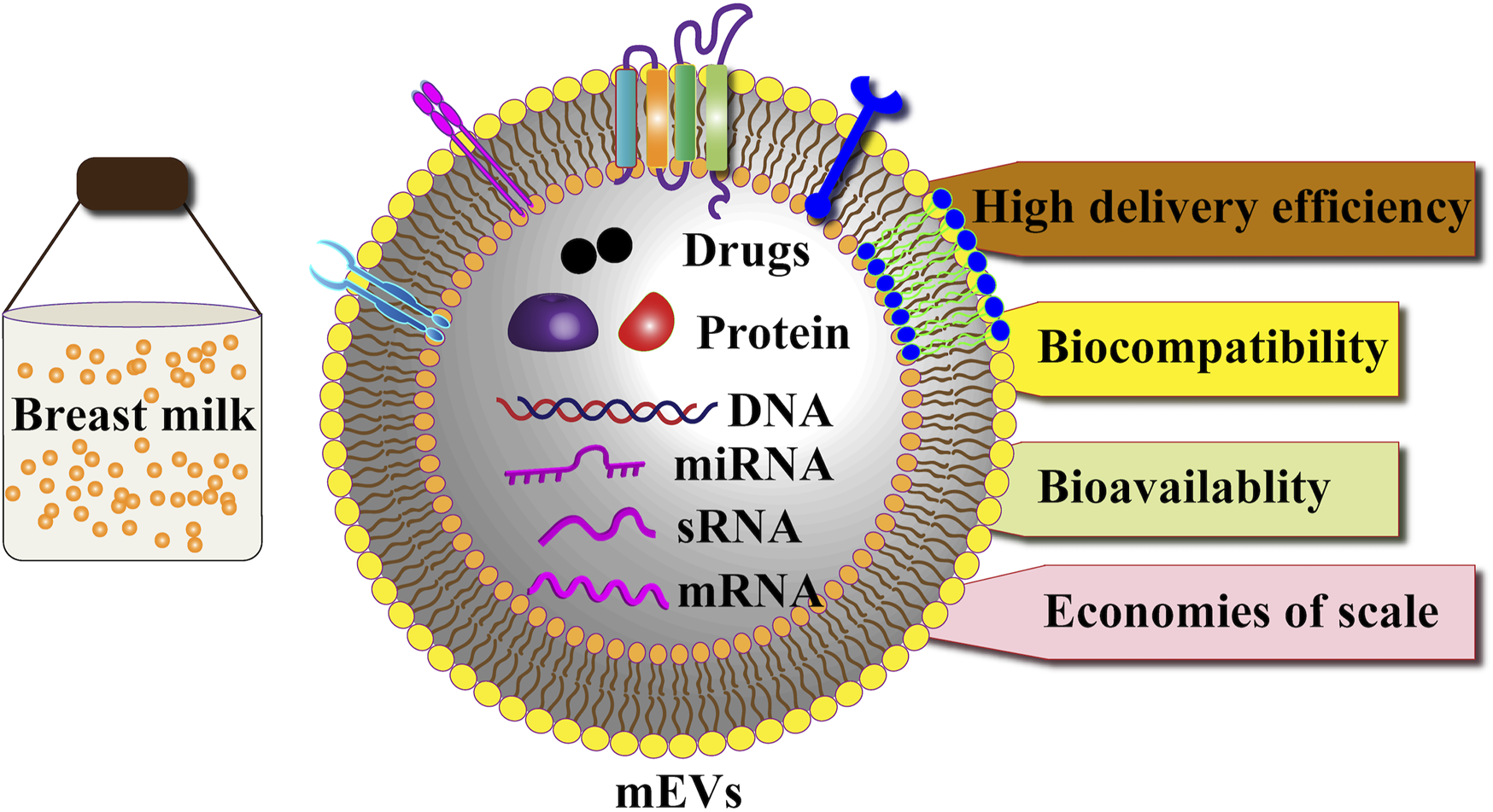 Diagram illustrating the components of milk-derived extracellular vesicles (mEVs) and their benefits. mEVs include drugs, proteins, DNA, miRNA, sRNA, and mRNA, with advantages such as high delivery efficiency, biocompatibility, bioavailability, and economies of scale. A container labeled "Breast milk" with orange particles represents the source.