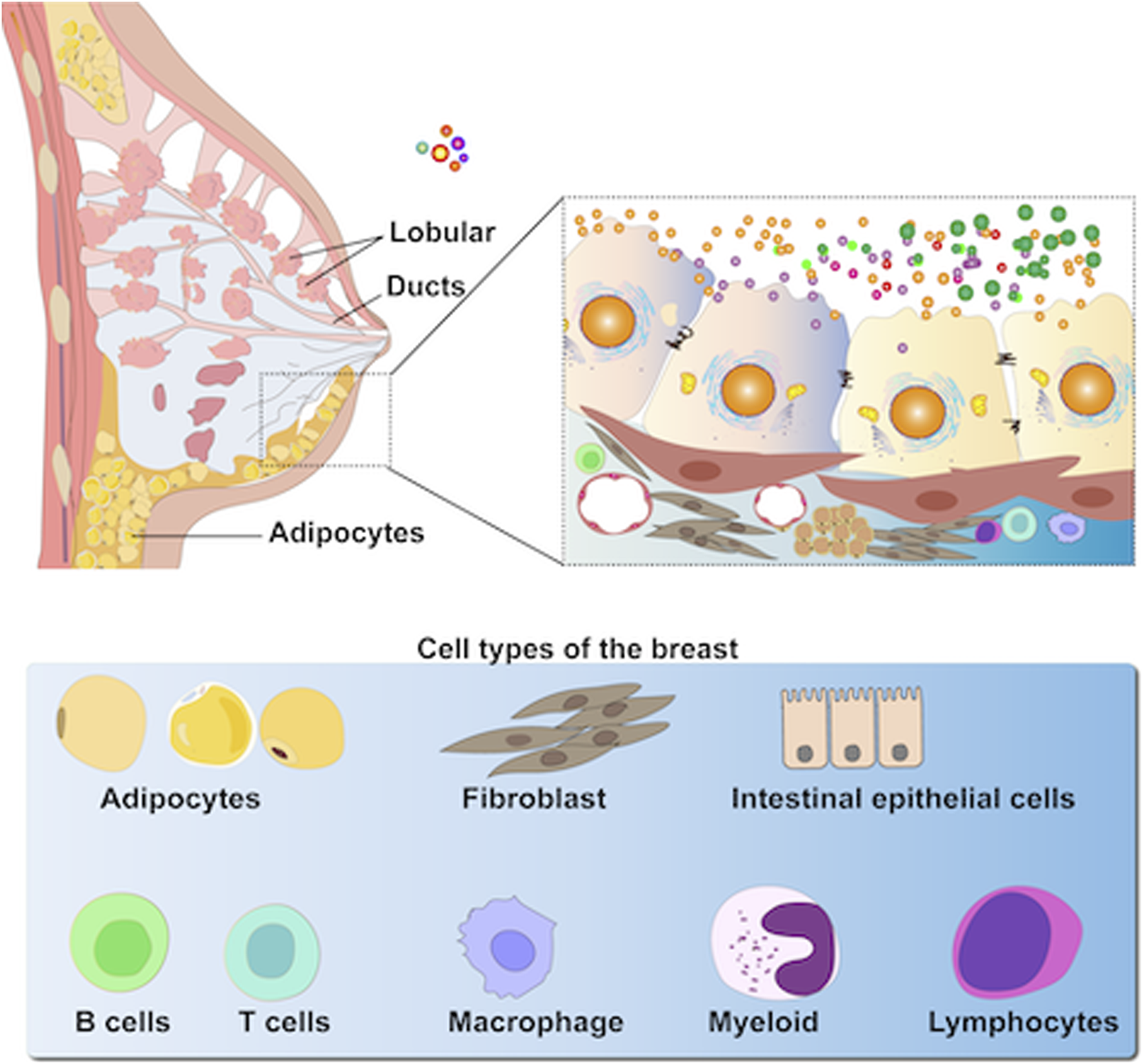 Cross-sectional illustration of the breast showing lobular ducts, adipocytes, and a magnified section detailing various cells. A labeled diagram below identifies breast cell types: adipocytes, fibroblasts, intestinal epithelial cells, B cells, T cells, macrophages, myeloid, and lymphocytes.