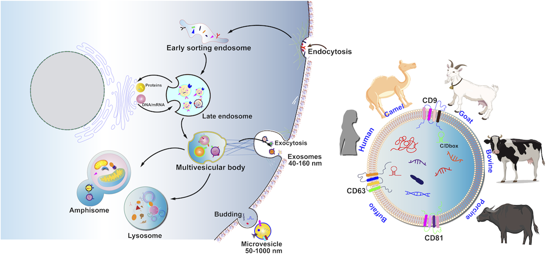 Diagram depicting the process of endocytosis and exocytosis in a cell with labeled structures: early sorting endosome, late endosome, multivesicular body, lysosome, and amphisome. Exosomes (40-160 nm) and microvesicles (50-1000 nm) are released. On the right, illustrations of human, camel, goat, bovine, and buffalo are shown, accompanied by membrane proteins CD9, CD63, and CD81.