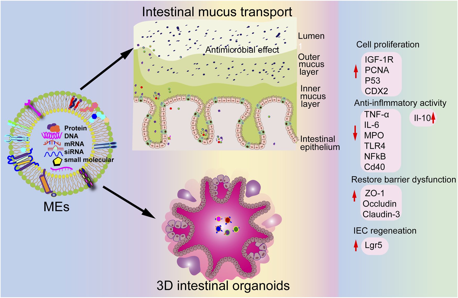 Diagram illustrating intestinal mucus transport and 3D intestinal organoids. Shows a cross-section of the intestine with lumen, outer and inner mucus layers, and intestinal epithelium. Highlights the antimicrobial effect. Includes an enlarged section showing organoids, labeled with proteins, DNA, mRNA, siRNA, and small molecules. Arrows indicate cell proliferation, anti-inflammatory activity, restoring barrier dysfunction, and IEC regeneration. Terms like IGF-1R, PCNA, P53, CDX2, TNF-α, IL-6, MPO, TLR4, NFkB, Cd40, ZO-1, Occludin, Claudin-3, and Lgr5 are noted.