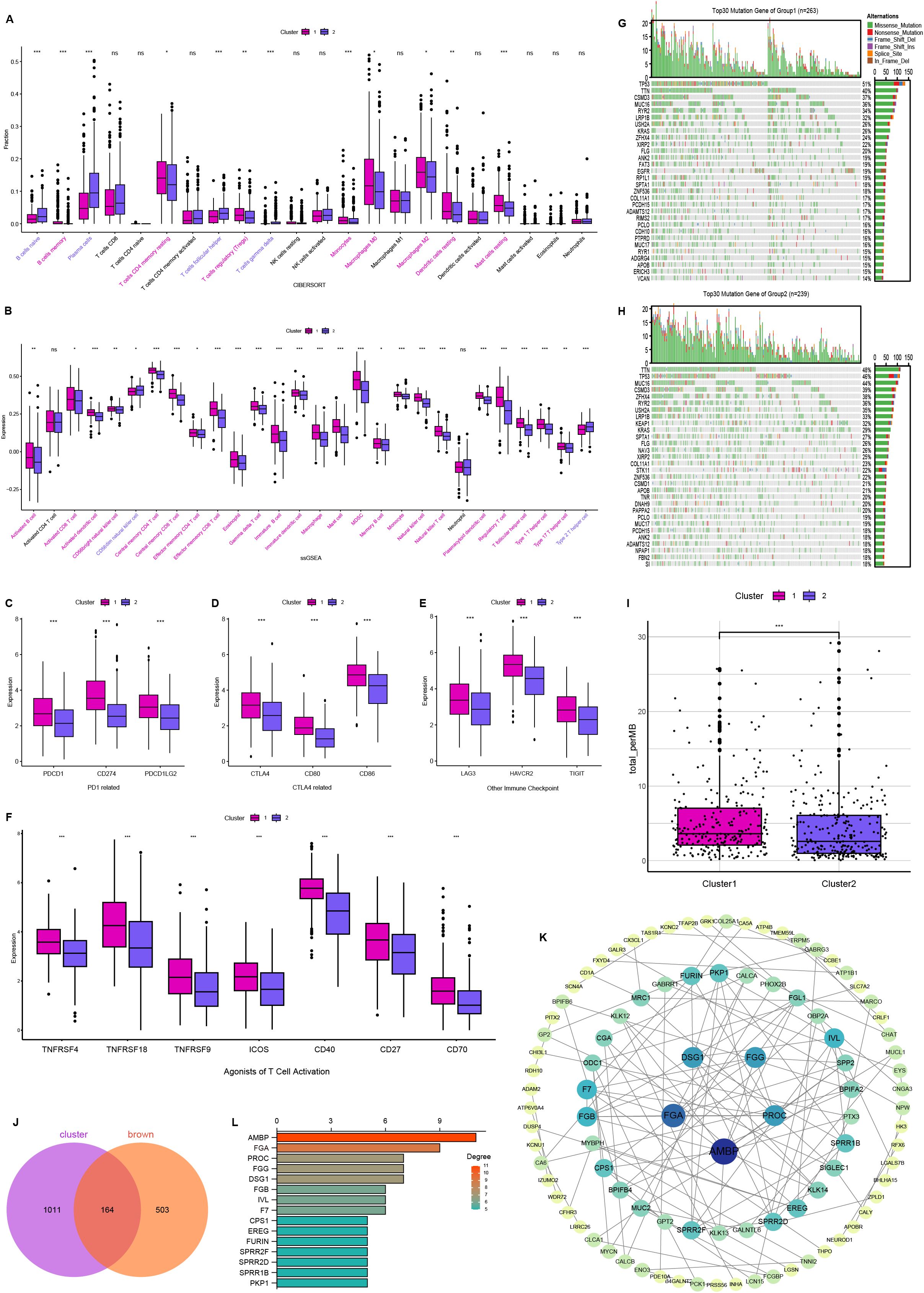 A composite image featuring multiple data visualizations, including box plots comparing clusters across various analysis types (CIBERSORT, ssGSEA) and immune checkpoint expressions, mutation gene bar charts, a Venn diagram, and a network diagram showing gene interactions. Different clusters are indicated by color coding, and statistical significance values are marked on the plots. A bar chart ranks degrees of influence among specific genes. Each section is labeled with letters A to L for reference.