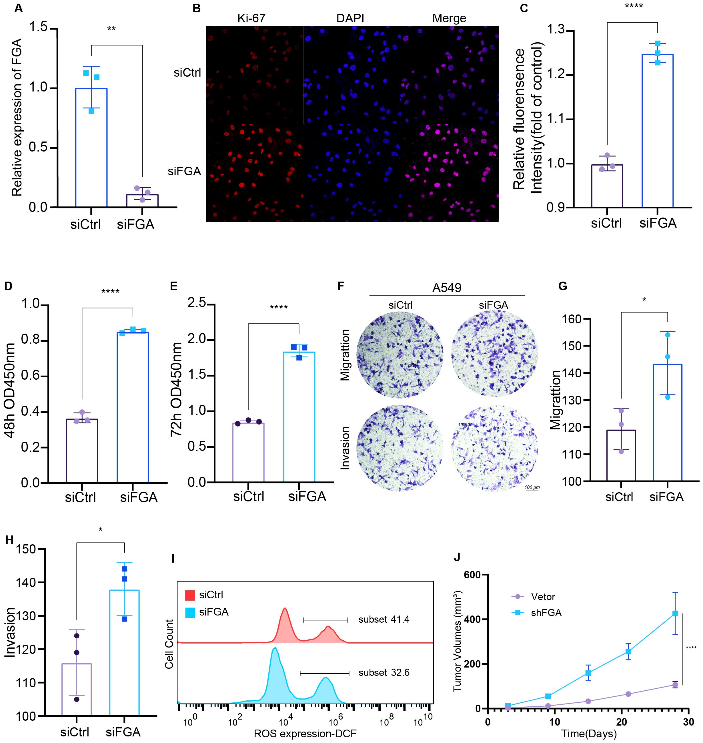 A multi-part scientific figure showing various experimental results related to siCtrl and siFGA. (A) Bar graph displaying relative expression of FGA, with siCtrl higher than siFGA. (B) Microscopy image with Ki-67, DAPI, and merged visualization, highlighting cell proliferation. (C) Bar graph showing increased relative fluorescence intensity in siFGA compared to siCtrl. (D & E) Bar graphs depicting optical density at 450 nm at 48 and 72 hours, with siFGA showing higher values. (F) Images of cell migration and invasion assays in A549 cells. (G & H) Bar graphs displaying quantitative results of migration and invasion, with siFGA being higher. (I) Flow cytometry histograms of ROS expression, contrasting siCtrl and siFGA. (J) Line graph showing tumor volumes over time, with higher growth in shFGA compared to vector.