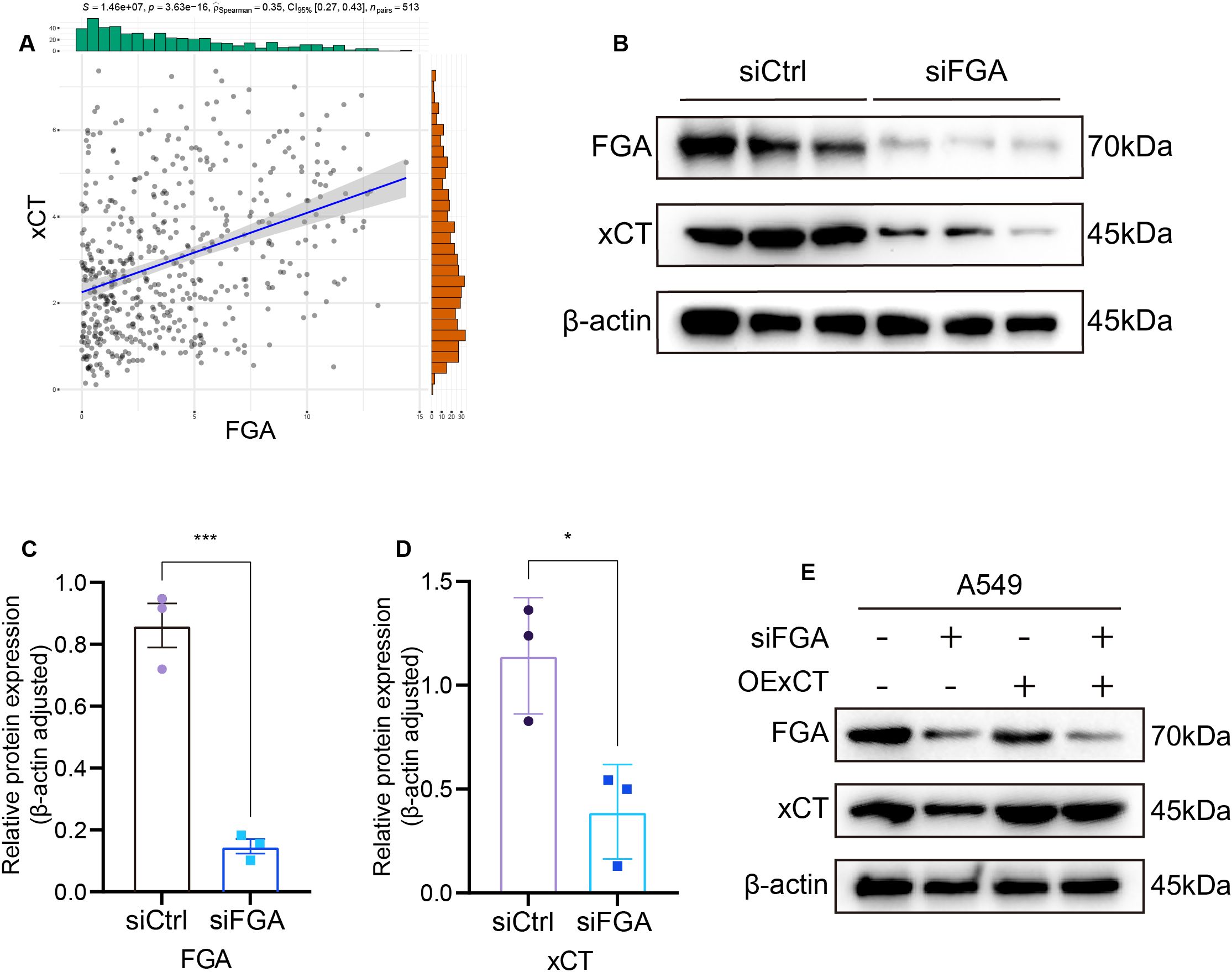 Panel A shows a scatter plot correlating FGA and xCT expression, with histograms. Panel B displays Western blots for FGA, xCT, and β-actin under siCtrl and siFGA conditions. Panels C and D feature bar graphs of relative protein expression, with siCtrl and siFGA comparisons for FGA and xCT, respectively. Panel E shows Western blots in A549 cells with siFGA and OExCT treatment variations.