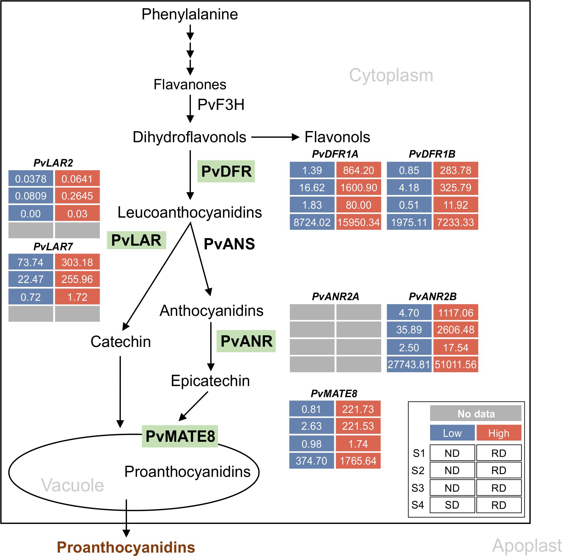 Diagram illustrating the biosynthetic pathway of proanthocyanidins in plants. It shows the conversion of phenylalanine to proanthocyanidins via severalintermediates, including flavanones and leucocyanidins, with enzymes like PvDFR, PvANS, PvLAR, and PvMATE8. Data tables next to enzymes display expression levels under various conditions, color-coded for low to high values. The pathway occurs acrossdifferent cellular compartments: cytoplasm, vacuole, and apoplast.