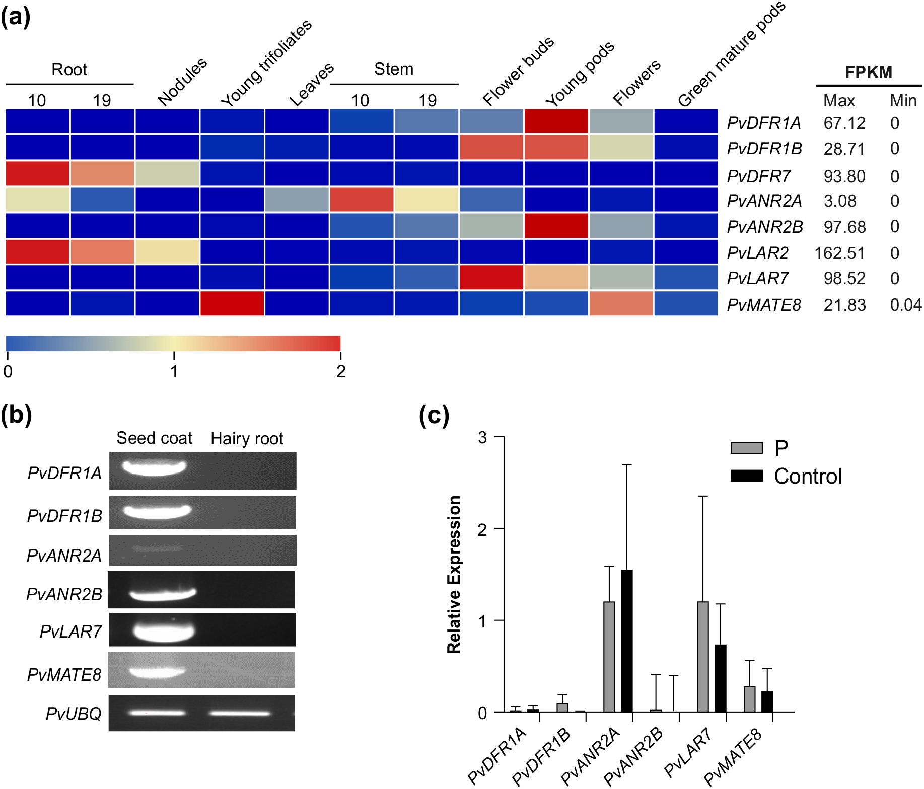 (a) Heatmap showing gene expression in different plant tissues, with color scale from low (blue) to high (red) expression. (b) Gel electrophoresis results for gene expression in seed coat and hairy root. (c) Bar graph comparing relative expression levels of genes under treatment P and control, with error bars indicating variability.