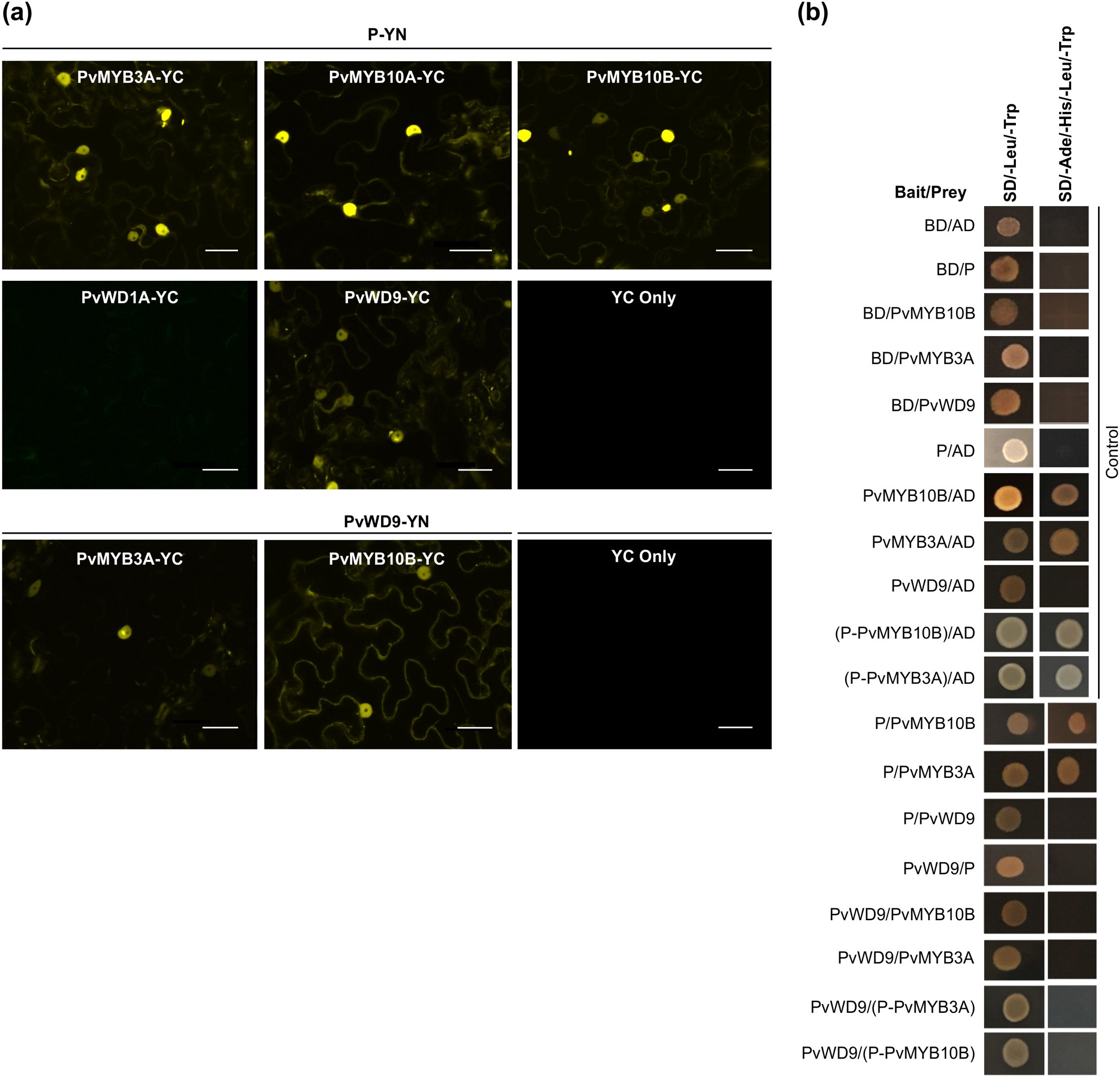 (a) Six microscopic images display fluorescent yellow markers in cell structures labeled as PvMYB3A-YC, PvMYB10A-YC, PvMYB10B-YC, PvWD1A-YC, PvWD9-YC, and YC Only. The images illustrate protein interactions in plant cells. (b) A chart shows yeast two-hybrid assay results for various bait/prey combinations, with circles indicating growth on two media types: SD/-Leu/-Trp and SD/-Ade/-His/-Leu/-Trp, representing interaction strength.