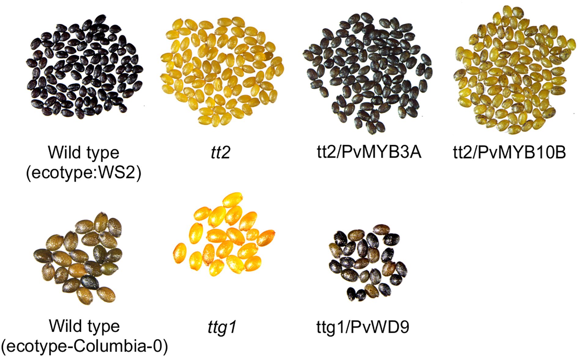 Seven groups of seeds are displayed, each labeled with different genetic types: Wild type (ecotype: WS2), tt2, tt2/PvMYB3A, tt2/PvMYB10B, Wild type (ecotype: Columbia-0), ttg1, and ttg1/PvWD9. The seeds vary in color from dark to yellowish tones.