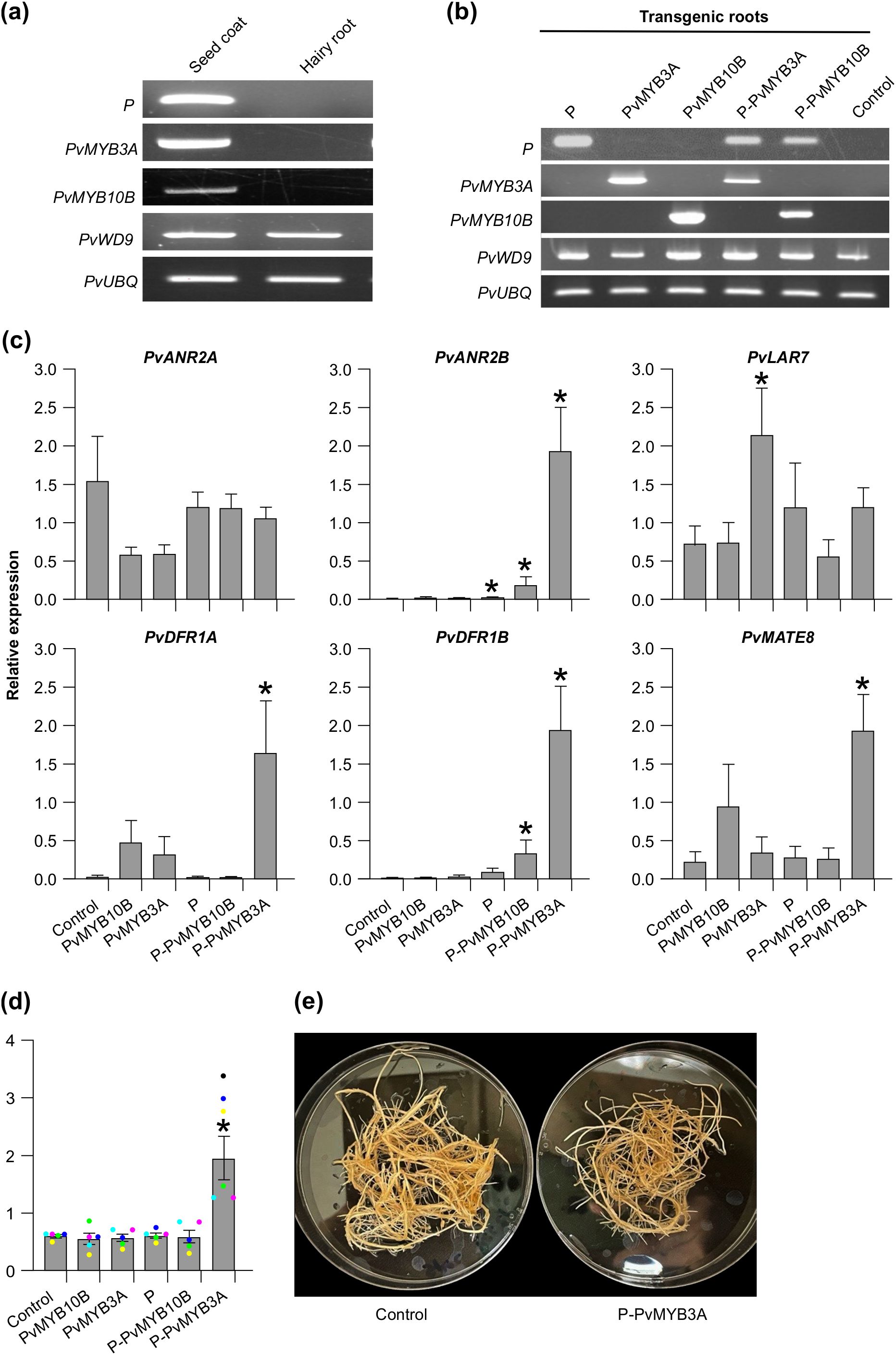 (a) Gel electrophoresis shows expression in seed coat and hairyroot samples for specific genes, with distinct bands. (b) Gel electrophoresis of transgenic roots highlights different gene expressions. (c) Bar graphs display relative expressionlevels of genes PvANR2A, PvANR2B, PvLAR, PvDFR1A, PvDFR1B, and PvMATE8, with significant changes marked by asterisks. (d) Bar graph indicates expression patterns with colored dots and significant differences marked by asterisks. (e) Two Petri dishes show root growth in control and P-PvMYB3A treatments.