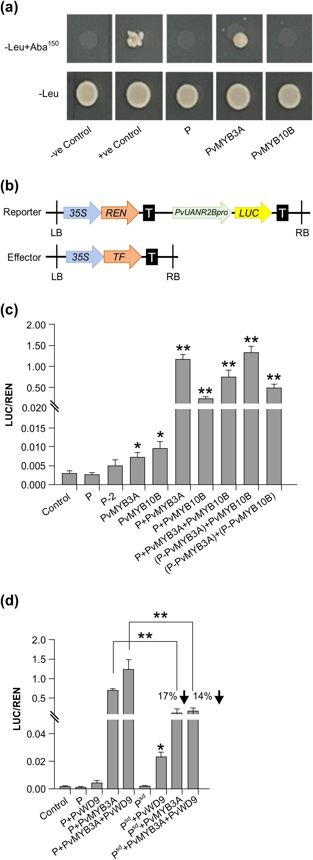 A four-panel scientific figure. (a) Yeast growth assay shows colony development under different conditions and constructs on two concentration media. (b) Schematic diagrams of reporter and effector plasmids with elements 35S, REN, TF, PvUANR2Bpro, and LUC. Left and right borders (LB, RB) marked. (c) Bar graph depicts LUC/REN activity for various constructs, showing differing levels of expression with significance marked by asterisks. (d) Another bar graph compares LUC/REN activity with reduced percentages indicated by arrows and asterisks for significance.