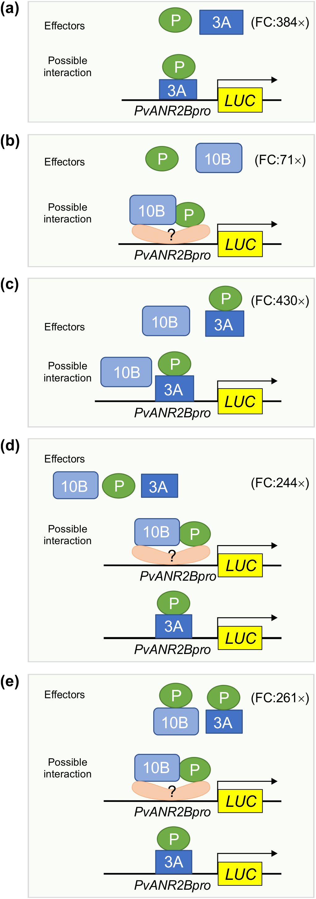 Diagrams (a) to (e) illustrate effector interactions with PvANR2Bpro promoter and LUC reporter. Shapes labeled “P,” “3A,” and “10B” represent effectors. Arrows indicate interaction possibilities. Fold change values (FC) show interaction strength: (a) 384×, (b) 71×, (c) 430×, (d) 244×, and (e) 261×.