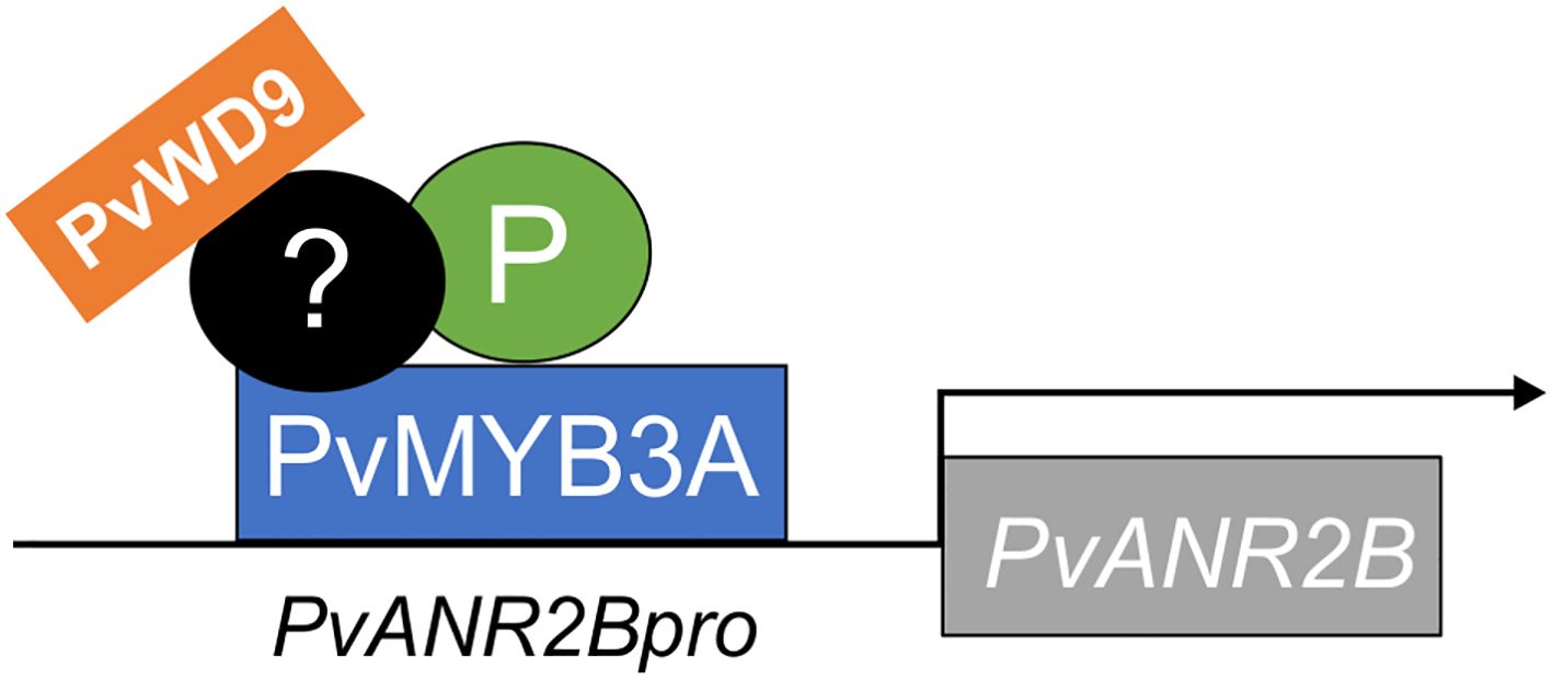 Diagram showing the interaction of proteins and genes. The orange rectangle labeled PvWD9, black circle with a question mark, green circle with P, and blue rectangle with PvMYB3A are clustered above the horizontal line labeled PvANR2Bpro. The gray rectangle labeled PvANR2B is to the right, connected by an arrow.