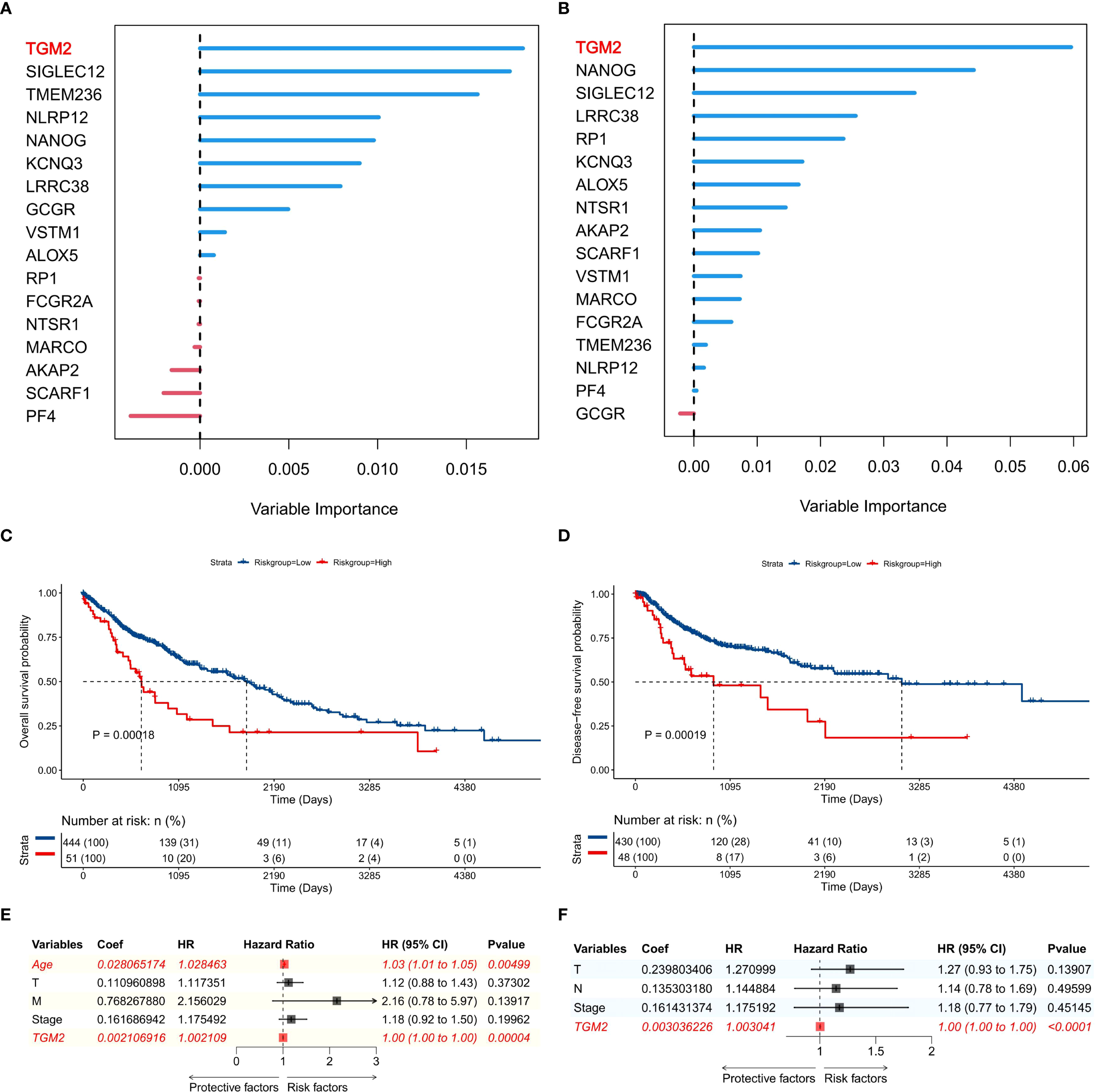Panel A and B are bar charts showing variable importance in two different models, highlighting TGM2 as most significant. Panels C and D display Kaplan-Meier survival curves comparing low and high-risk groups with significant p-values (0.0018 and 0.00019). Panels E and F include forest plots for hazard ratios, highlighting significant variables such as Age and TGM2, with TGM2 showing a notable effect.