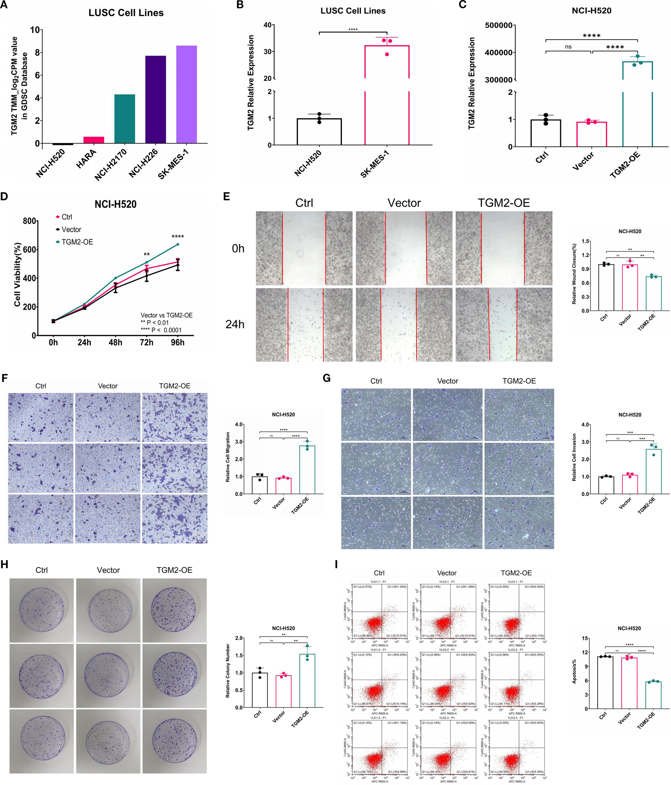 Graphs and images depicting a study on LUSC cell lines, focusing on TGM2 expression and cell behavior. Panels A to C display bar and scatter plots of TGM2 levels. Panel D shows a line graph of cell viability over time. Panel E presents wound healing assays with pictures and a related bar graph. Panels F and G show images of cell invasion assays with quantification. Panel H depicts colony formation images and bar graph results. Panel I includes flow cytometry plots analyzing cell apoptosis, along with a bar graph summarizing findings.