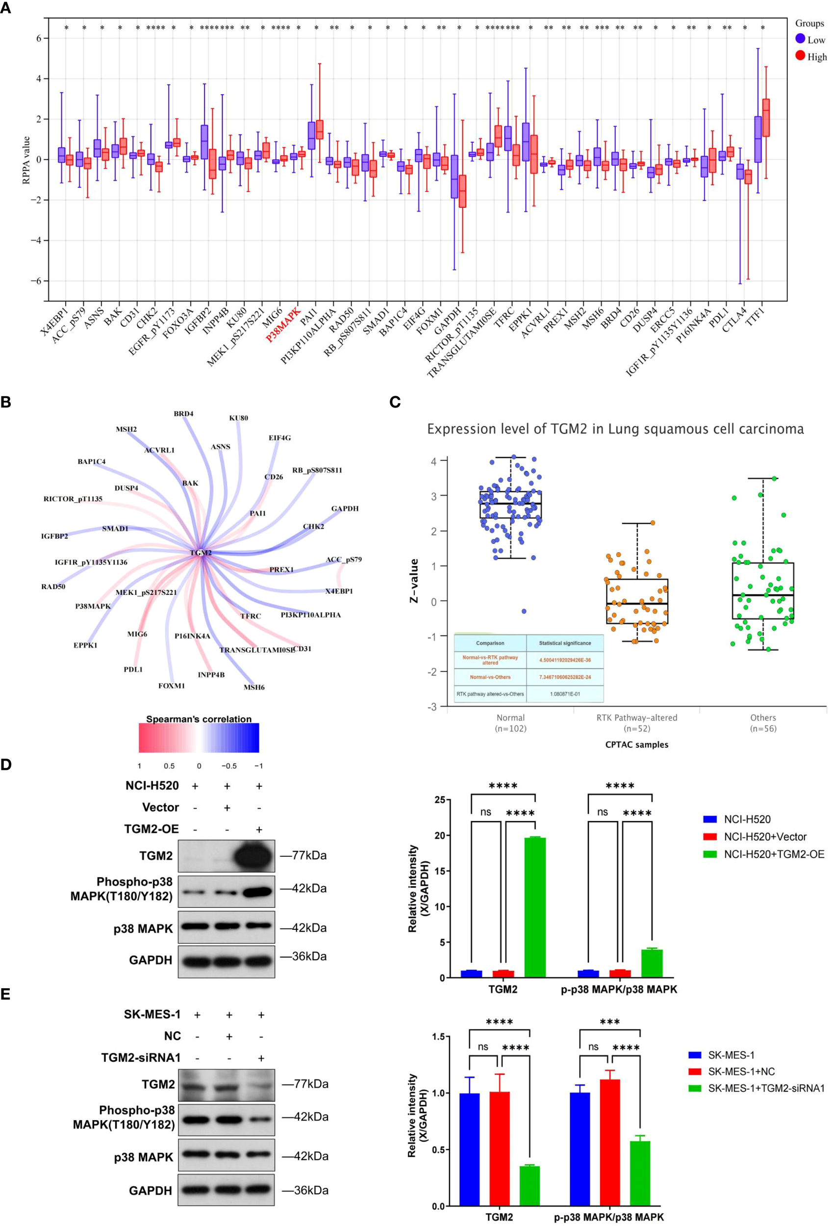 Panel A shows a box plot comparing PRAPA values for various genes between low and high groups, with significant differences marked. Panel B illustrates a network diagram indicating Spearman's correlation of TGM2 with other proteins. Panel C presents box plots of TGM2 expression levels in lung squamous cell carcinoma across different sample groups, accompanied by statistical information. Panels D and E show Western blot analyses and corresponding bar charts depicting TGM2, phospho-p38 MAPK, and p38 MAPK expressions in different experimental conditions, with significant differences indicated by asterisks.