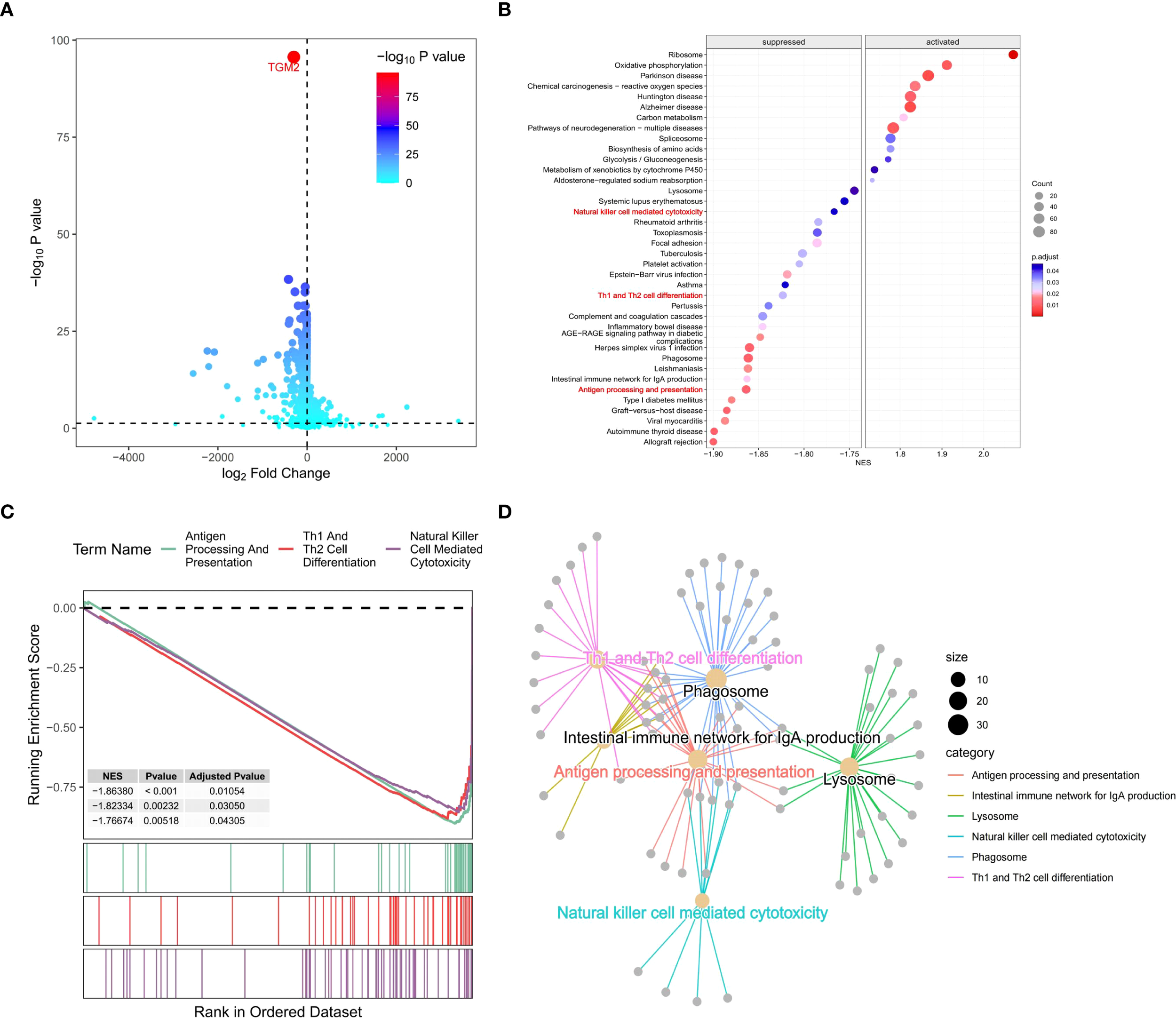 A set of four panels displaying diverse data visualizations: A) A volcano plot shows gene expression data with colored dots representing varying p-values. A red marker indicates TGM2. B) A dot plot depicting suppressed and activated pathways, with dot size and color indicating count and output values, respectively. C) An enrichment plot showing running enrichment scores for pathways like “Antigen Processing And Presentation” and “Th1 And Th2 Cell Differentiation.” D) A network graph illustrating pathway interactions, categorized by color and sized by node importance. Paths like “Th1 and Th2 cell differentiation” and “Natural killer cell mediated cytotoxicity” are highlighted.