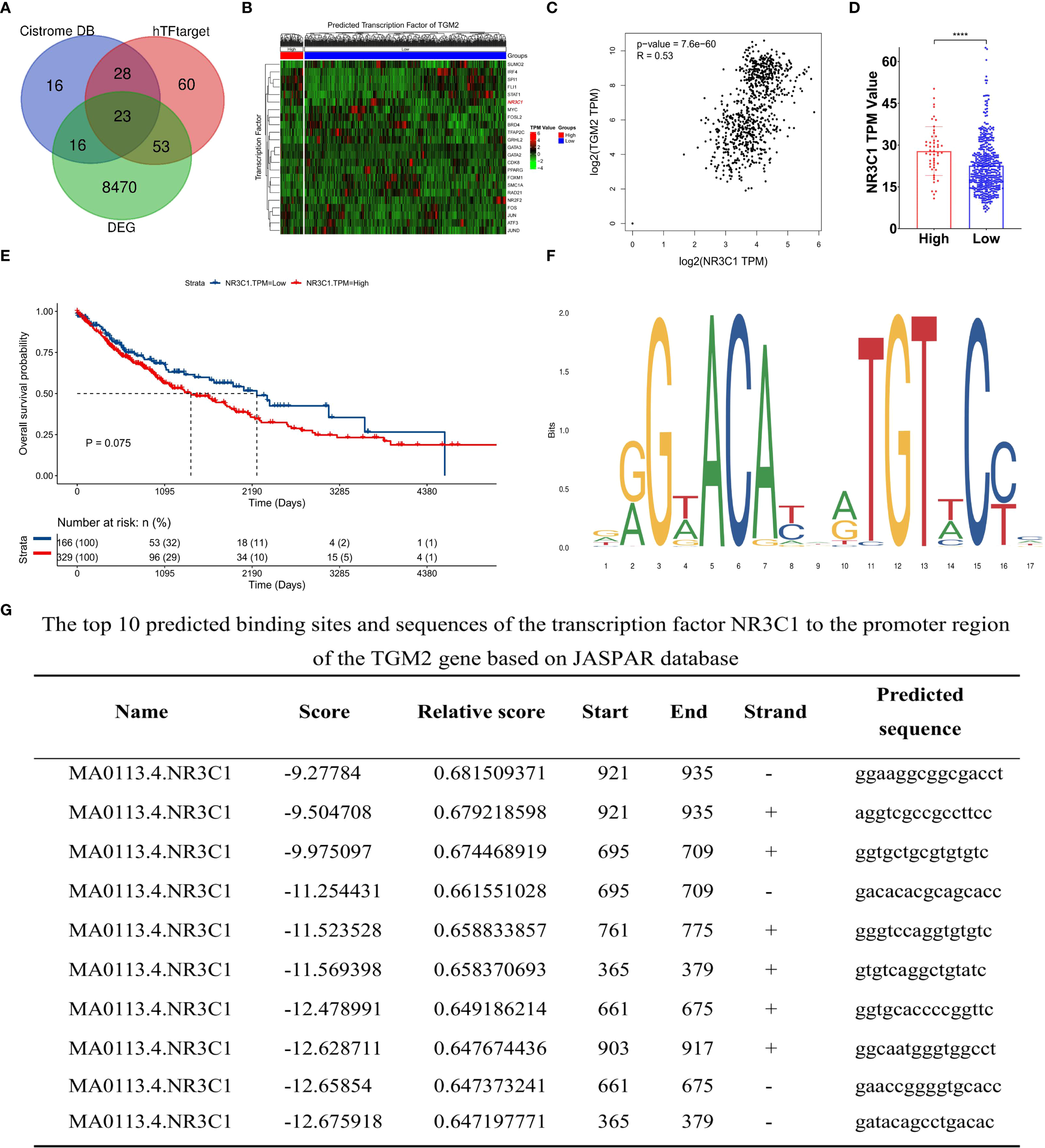 Venn diagram illustrating overlaps between Cistrome, hTFtarget, and DEG datasets. Heatmap shows predicted transcription factors for TGM2. Scatter plot displays correlation between TCGA and NR3C1 TPM values. Box plot compares high and low NR3C1 TPM values. Kaplan-Meier curve shows survival probability related to NBSC1 TPM levels. Sequence logo represents transcription factor binding motifs. A table lists predicted binding sites and sequences for NR3C1 to TGM2, including scores and positions based on the JASPAR database.