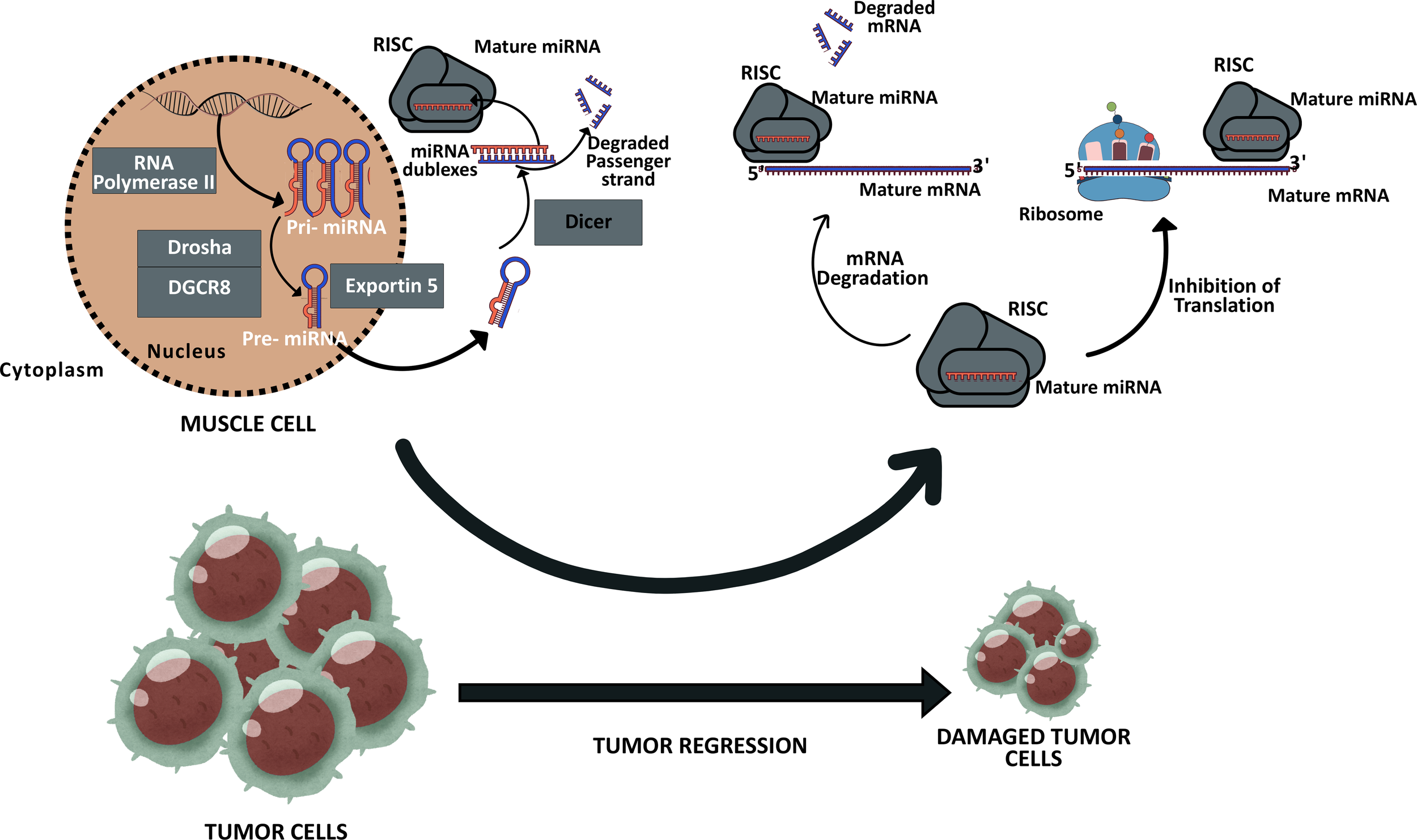 Diagram illustrating the process of miRNA biogenesis and action in muscle cells, leading to tumor regression. miRNA is processed in the nucleus and cytoplasm, forming a complex that either degrades mRNA or inhibits translation, impacting tumor cells. Damaged tumor cells are shown as an end result.