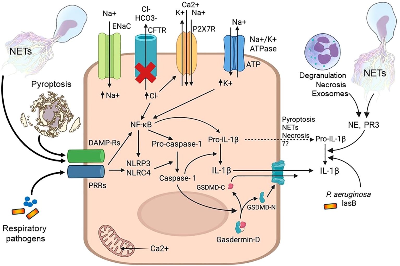 Diagram illustrating cellular pathways involved in NETs formation, pyroptosis, and necrosis. Includes elements like ENaC, CFTR, and P2X7R channels, signaling molecules such as NF-κB, DAMP-Rs, and PRRs, and processes like degranulation and exosome release. Labels indicate involvement of IL-1β, caspase-1, Gasdermin-D, and components like Na+, K+, and Ca2+. Arrows depict interactions and movement within the cell, responding to respiratory pathogens and involving elements like P. aeruginosa.
