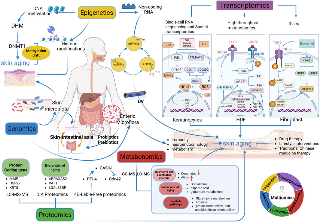 Diagram illustrating the multiomics approach to skin aging, highlighting the roles of epigenetics, genomics, transcriptomics, proteomics, and metabolomics. It shows interconnections involving DNA methylation, non-coding RNA, UV effects, skin microbiota, and proteomics. Key processes such as inflammation, metabolism, and immunity are linked with skin aging. The image also suggests strategies like drug therapy and lifestyle interventions to combat aging.