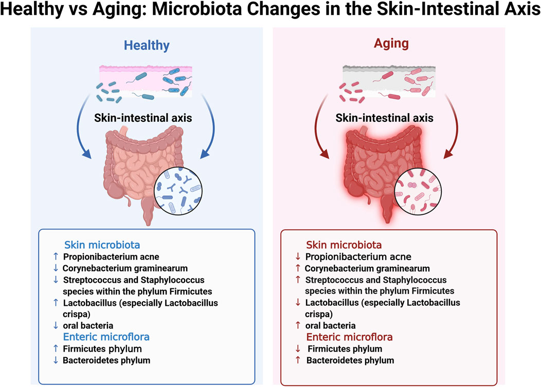 Diagram comparing microbiota changes in the skin-intestinal axis between healthy and aging individuals. The healthy side shows increased Propionibacterium acne and Lactobacillus, with decreased Corynebacterium graminearum. Enteric microflora has increased Firmicutes and decreased Bacteroidetes. The aging side shows the opposite trends with decreased Propionibacterium acne and increased Corynebacterium graminearum.