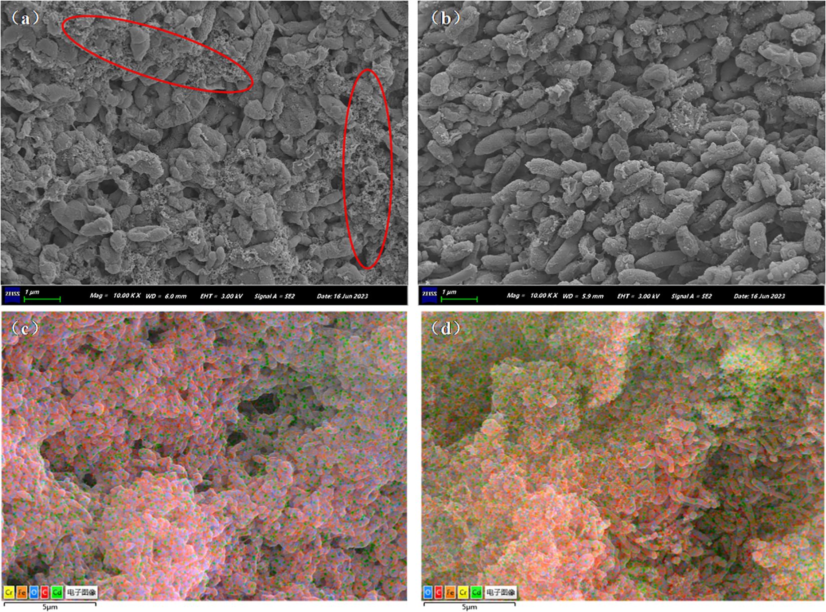Four-panel image showing nanoscale structures: (a) and (b) are grayscale scanning electron microscope (SEM) images, with (a) highlighting areas with red ellipses. (c) and (d) are color-enhanced SEM images indicating elemental distribution. The scale bar indicates one micrometer.