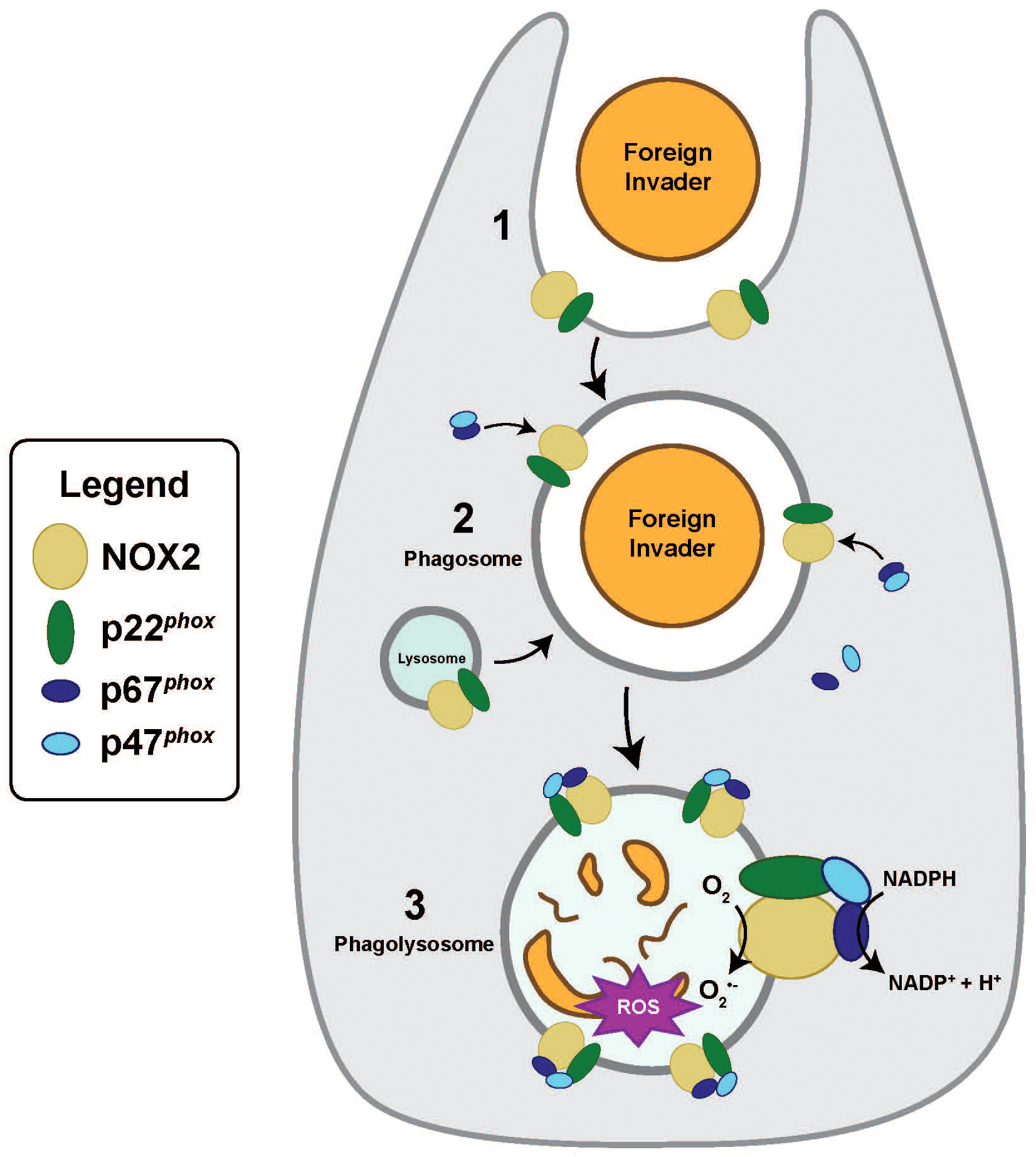 Diagram illustrating the activation of the NOX complex to produce reactive oxygen species (ROS) during phagocytosis . Stage 1 shows a foreign invader is engulfed by a cell into a phagosome, which contains transmembrane proteins NOX2 and p22phox. In stage 2, cytosolic subunits p67phox and p47phox are recruited from the cytosol to NOX2-p22phox complex. The phagosome then fuses with a lysosome, forming a phagolysosome. Stage 3 depicts the active NOX complex at the phagolysosomal membrane generating ROS to degrade foreign invaders.