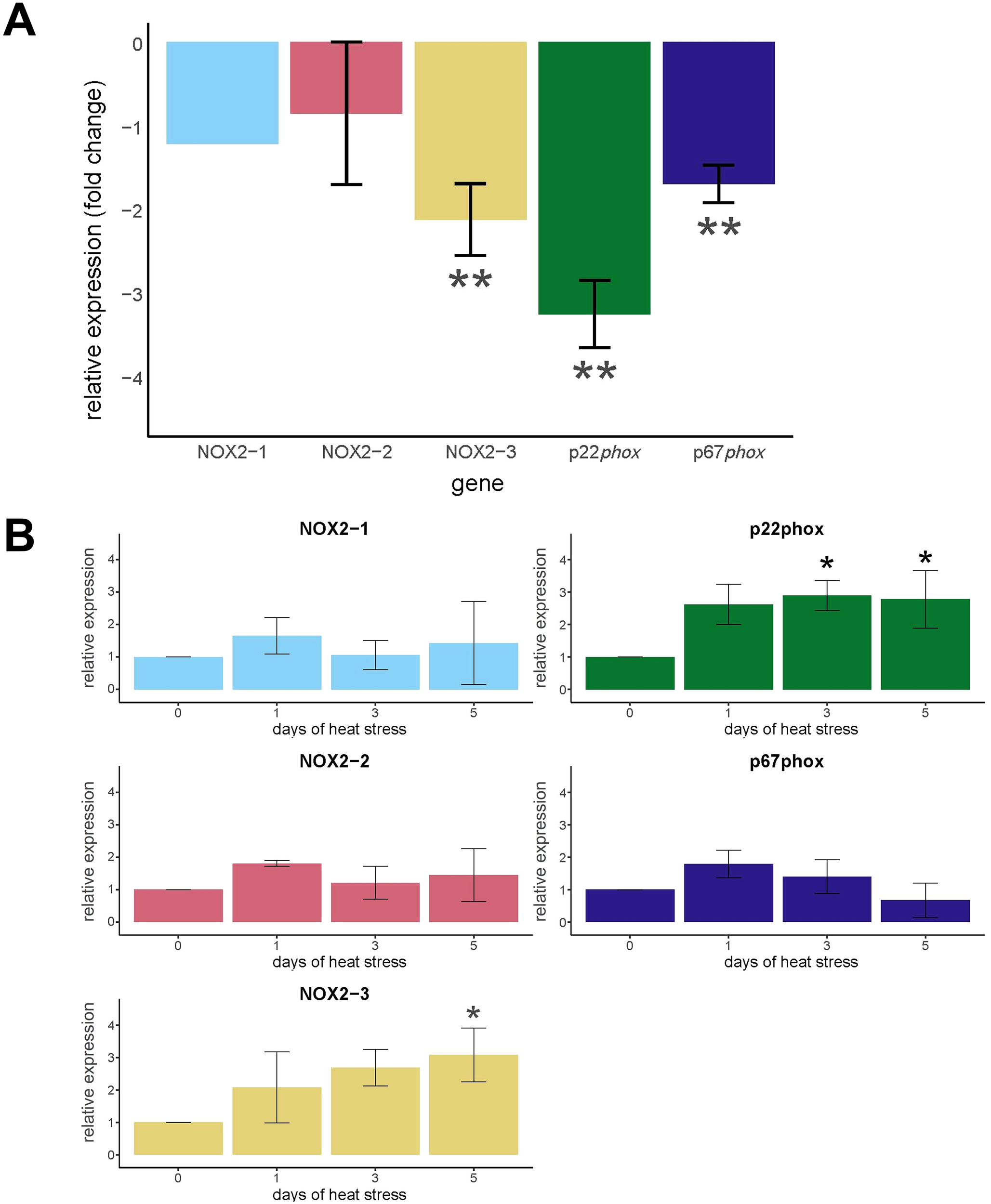 Graph A displays relative gene expression changes for NOX2-1, NOX2-2, NOX2-3, p22phox, and p67phox, with NOX2-3, p22phox, and p67phox showing significant decreases in symbiotic anemones relative to aposymbiotic anemones at ambient temperature. Graph B shows gene expression over five days of heat stress: NOX2-1, NOX2-2, and p67phox are largely unchanged. NOX2-3 increases on day five of heat stress, and p22phox shows significant increases on days three and five.
