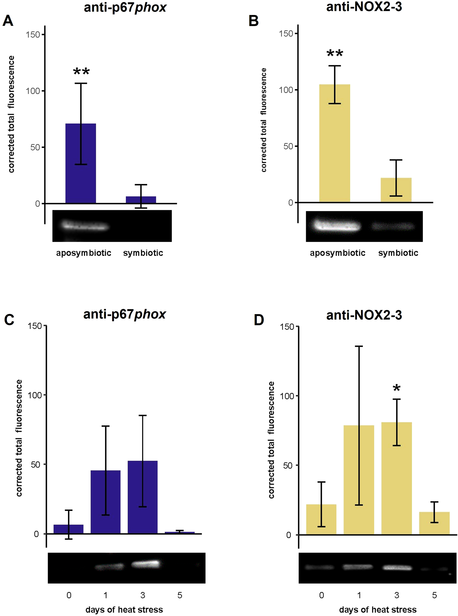 Bar graphs with fluorescence data are shown. Graph A (anti-p67phox) and Graph B (anti-NOX2-3) show fluorescence levels for aposymbiotic and symbiotic anemones, showing significantly higher fluorescence in aposymbiotic anemones. Graphs C and D show anti-p67phox and anti-NOX2-3 fluorescence in symbiotic anemones over five days of heat stress, with anti-NOX2-3 peaking significantly on day three.