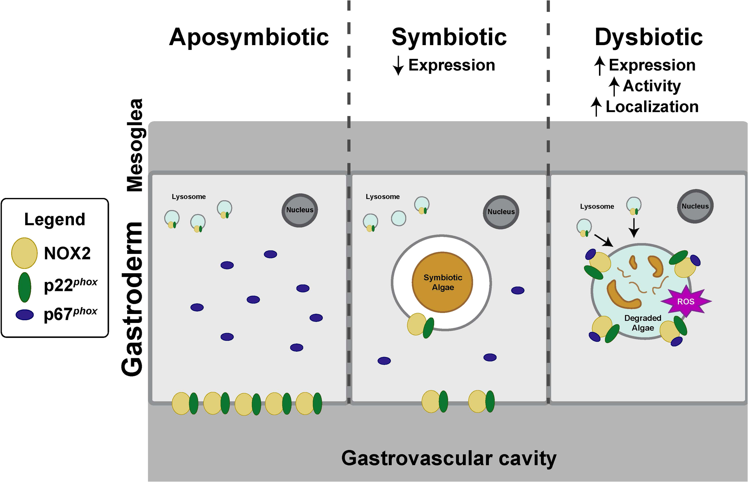 Diagram showing three states of an anemone gastrodermal cell: aposymbiotic, symbiotic, and dysbiotic. In the aposymbiotic state, NOX2 and p22phox are localized to the gastrodermal membrane. In the symbiotic state, NOX2 and p22phox are localized to the gastrodermal and symbiosome membranes, however, expression is reduced. In the dysbiotic state, NOX2 and p22phox expression is elevated and localized to the symbiosome membrane, with reactive oxygen species (ROS) detected alongside degraded algal symbionts within the symbiosome.