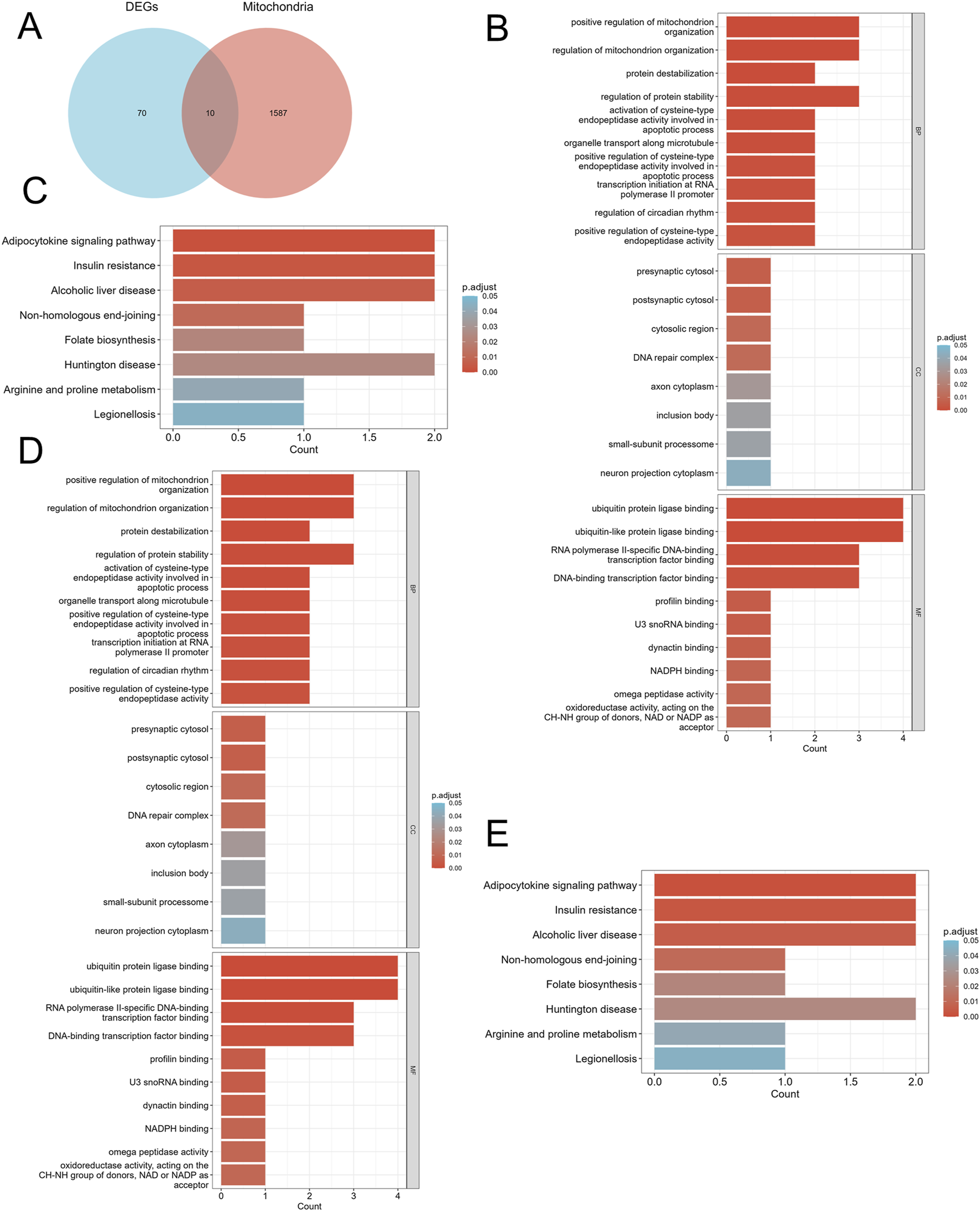 Venn diagram and bar charts labeled A to E. A shows a Venn diagram with overlapping circles labeled "DEGs" and "Mitochondria", highlighting the intersection of 10. B to E depict bar charts with functional annotations and adjusted p-values in various biological processes and pathways, such as adipocytokine signaling, insulin resistance, and mitochondrial organization. Color gradients represent p-value adjustments.
