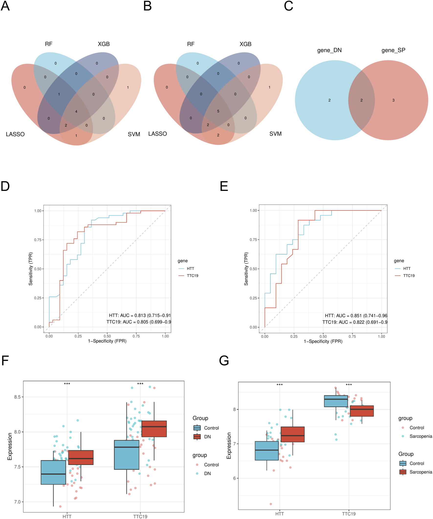 The image contains multiple panels. Panel A and B show Venn diagrams comparing features selected by different methods: RF, XGB, LASSO, and SVM. Panel C displays a Venn diagram comparing gene_DN and gene_SP. Panels D and E are ROC curves for genes HTT and TTC19, with AUC scores indicating performance. Panels F and G present box plots showing gene expression levels in different groups, including Control, DN, and Sarcopenia, with statistical significance noted.