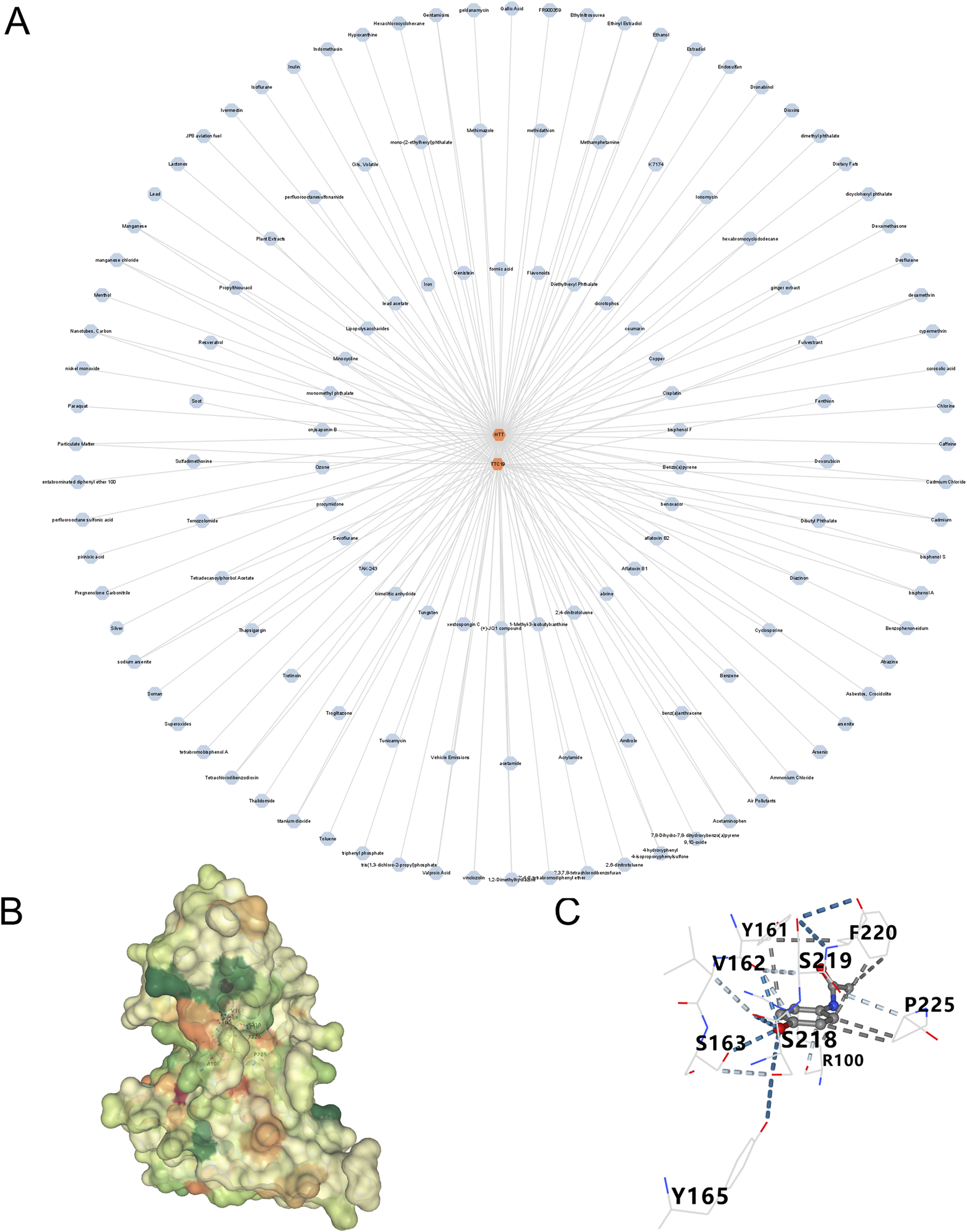 A: A network diagram with central nodes labeled SRI surrounded by numerous interconnected blue nodes, representing relationships or interactions. B: A molecular surface visualization in green, yellow, and orange tones, indicating different regions. C: A structural diagram showing residues labeled with letters and numbers, connected by dashed lines representing interactions.
