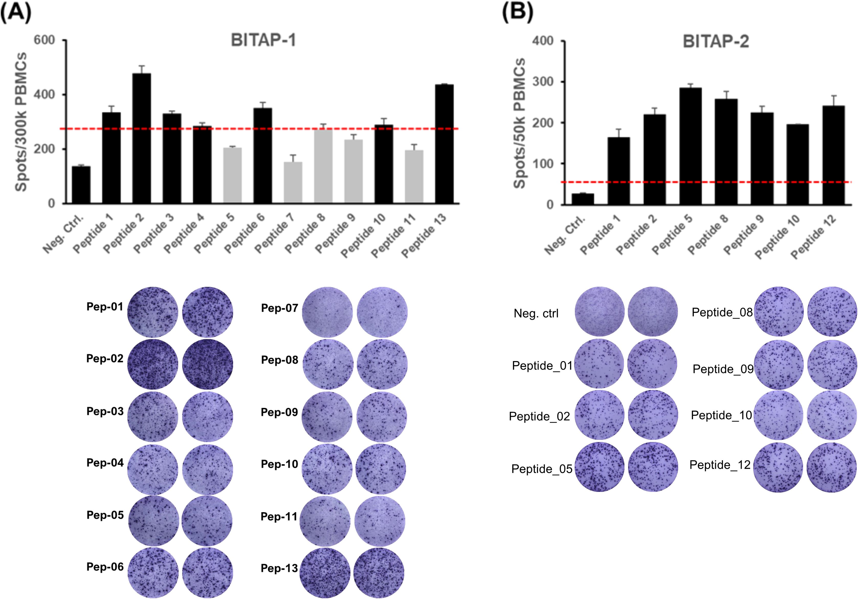 Bar charts labeled (A) BITAP-1 and (B) BITAP-2 show number of spots per 300,000 PBMCs and 50,000 PBMCs for different peptides. Each chart includes a red dashed line for reference. Below the charts, circle arrays depict spot patterns for each peptide, with variations in density and coverage.