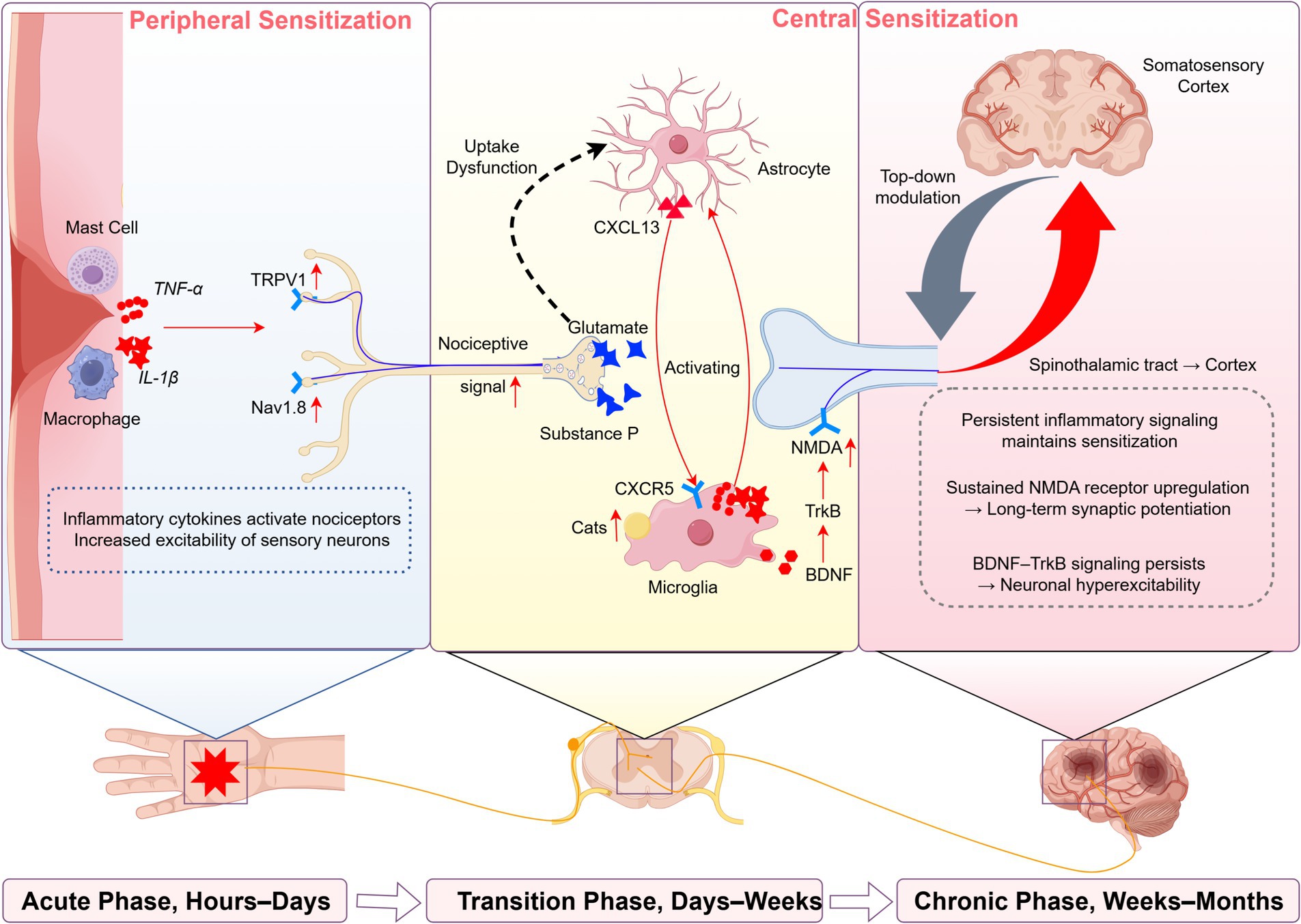 Illustration showing the process of pain sensitization in three phases: peripheral sensitization, central sensitization, and chronic phase. Peripheral sensitization involves inflammatory cytokines activating nociceptors, increasing excitability of sensory neurons. Central sensitization features astrocytes and microglia activation, with persistent inflammation and neurotransmitter signaling. The chronic phase involves long-term synaptic potentiation and neuronal hyperexcitability. Phases are labeled as acute (hours to days), transition (days to weeks), and chronic (weeks to months), visually linked to affected body areas: wrist, spinal cord, and brain cortex.