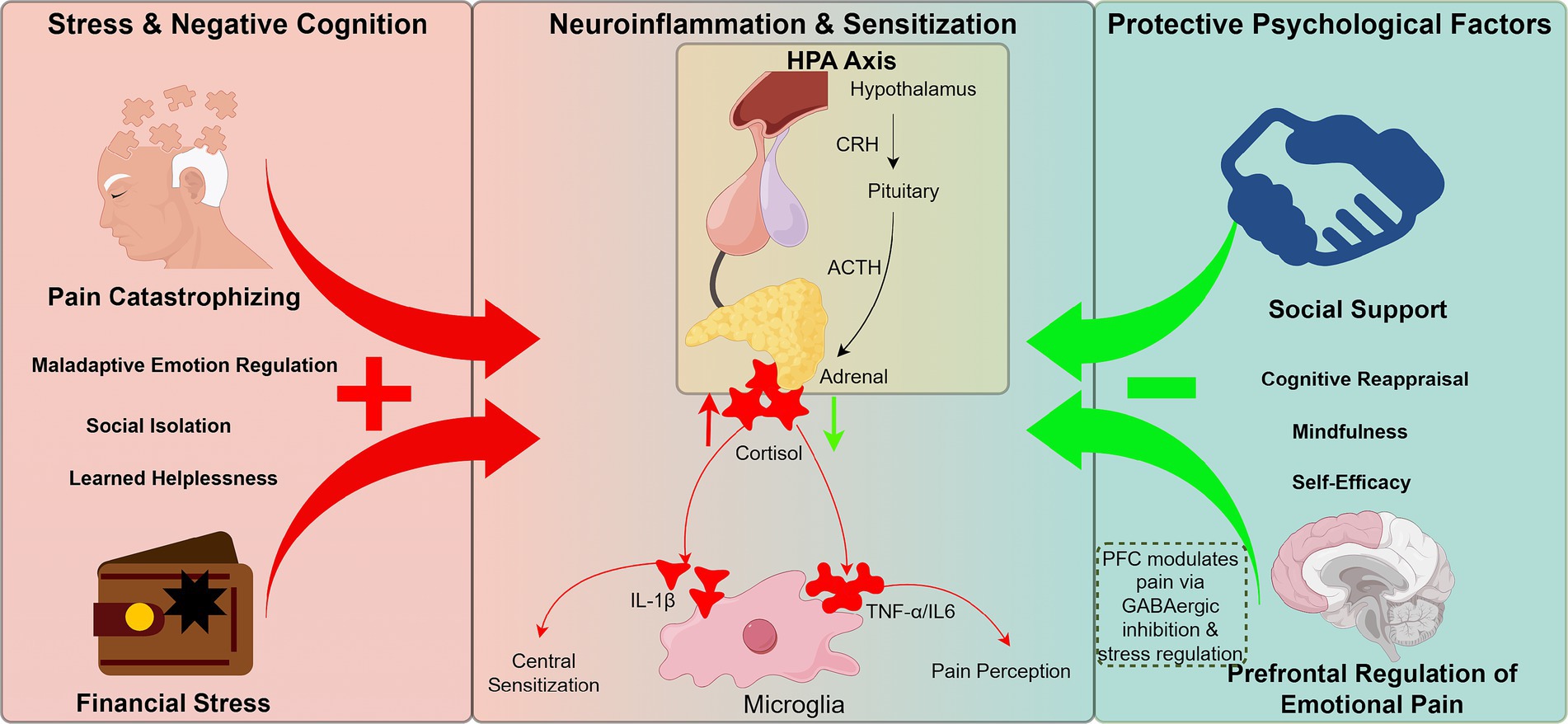 Diagram illustrating the interactions between stress, neuroinflammation, and protective factors in pain regulation. On the left, stress and negative cognition components, including pain catastrophizing and financial stress, lead to maladaptive outcomes. The center depicts the HPA axis and neuroinflammation processes involving cortisol and microglia. On the right, protective psychological factors, such as social support and mindfulness, aid in prefrontal regulation of emotional pain. Red arrows represent negative pathways, and green arrows signify positive ones, highlighting the contrasting effects of these factors.