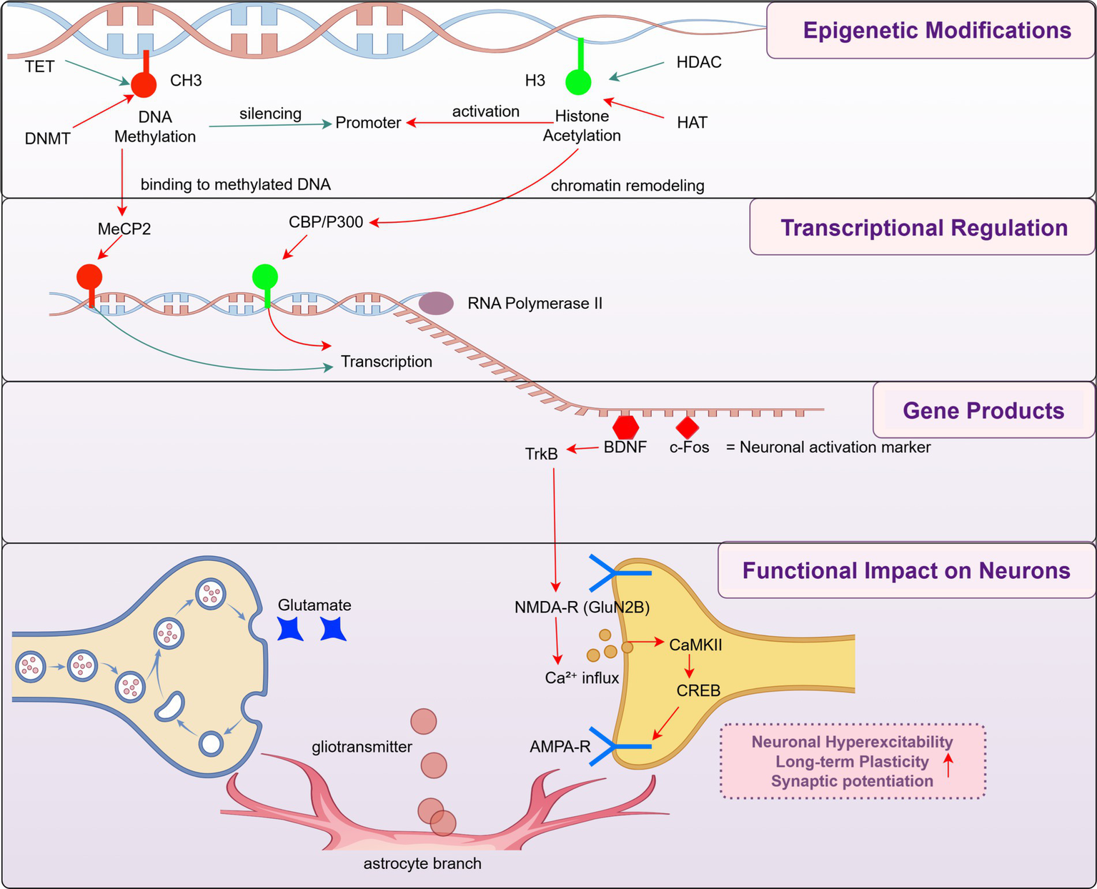 Diagram illustrating molecular pathways from epigenetic modifications to neuronal impact. Sections detail DNA methylation, histone acetylation, transcription, RNA polymerase action, gene products like BDNF and c-Fos, and neuronal effects via receptors. Includes roles of TET, DNMT, MeCP2, CBP/P300, TrkB, NMDA-R, and AMPA-R. Highlights processes like chromatin remodeling, transcription regulation, Ca\(^{2+}\) influx, and synaptic potentiation. Describes neurobiological consequences such as neuronal hyperexcitability and long-term plasticity.