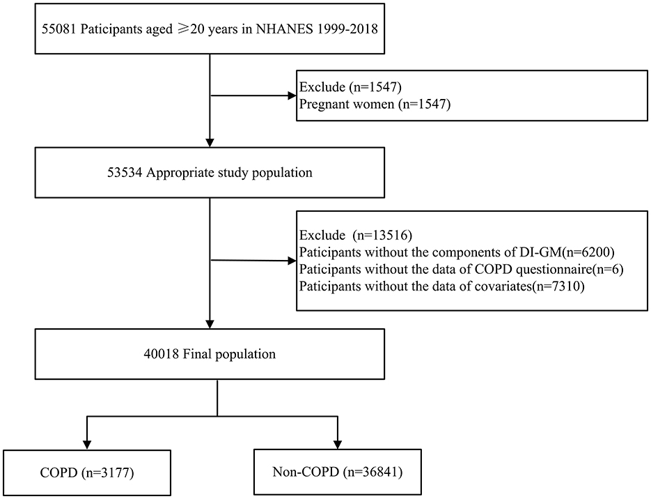 Flowchart showing the selection process for a study population. Initially, 55,081 participants aged 20 and older from NHANES 1999-2018 were considered. Exclusions included 1,547 pregnant women, resulting in a study group of 53,534 participants. Another exclusion of 13,516 participants was made for missing components: DI-GM (6,200), COPD questionnaire data (6), and covariate data (7,310), leaving a final population of 40,018. This final group was divided into COPD (3,177) and non-COPD (36,841) participants.