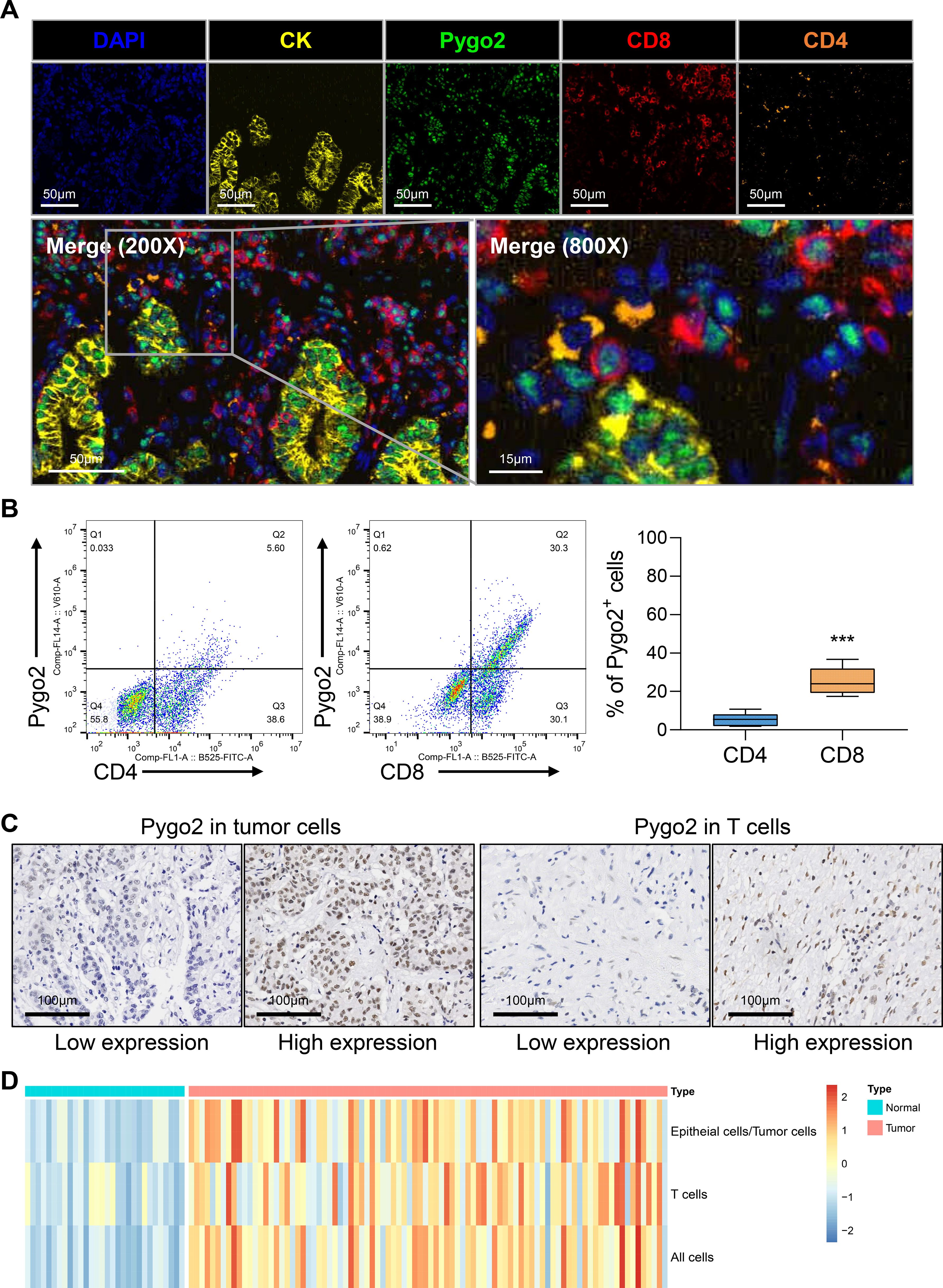 (A) Five immunofluorescence images of tissue stained with DAPI, CK, Pygo2, CD8, and CD4, with merged views at 200x and 800x magnification. (B) Two scatter plots show Pygo2 levels in relation to CD4 and CD8, with a box plot comparing Pygo2 percentage in these cells. (C) Immunohistochemistry images display varying Pygo2 expression in tumor and T cells. (D) A heat map illustrates Pygo2 expression across different cell types, with a color scale indicating expression levels and cell types.