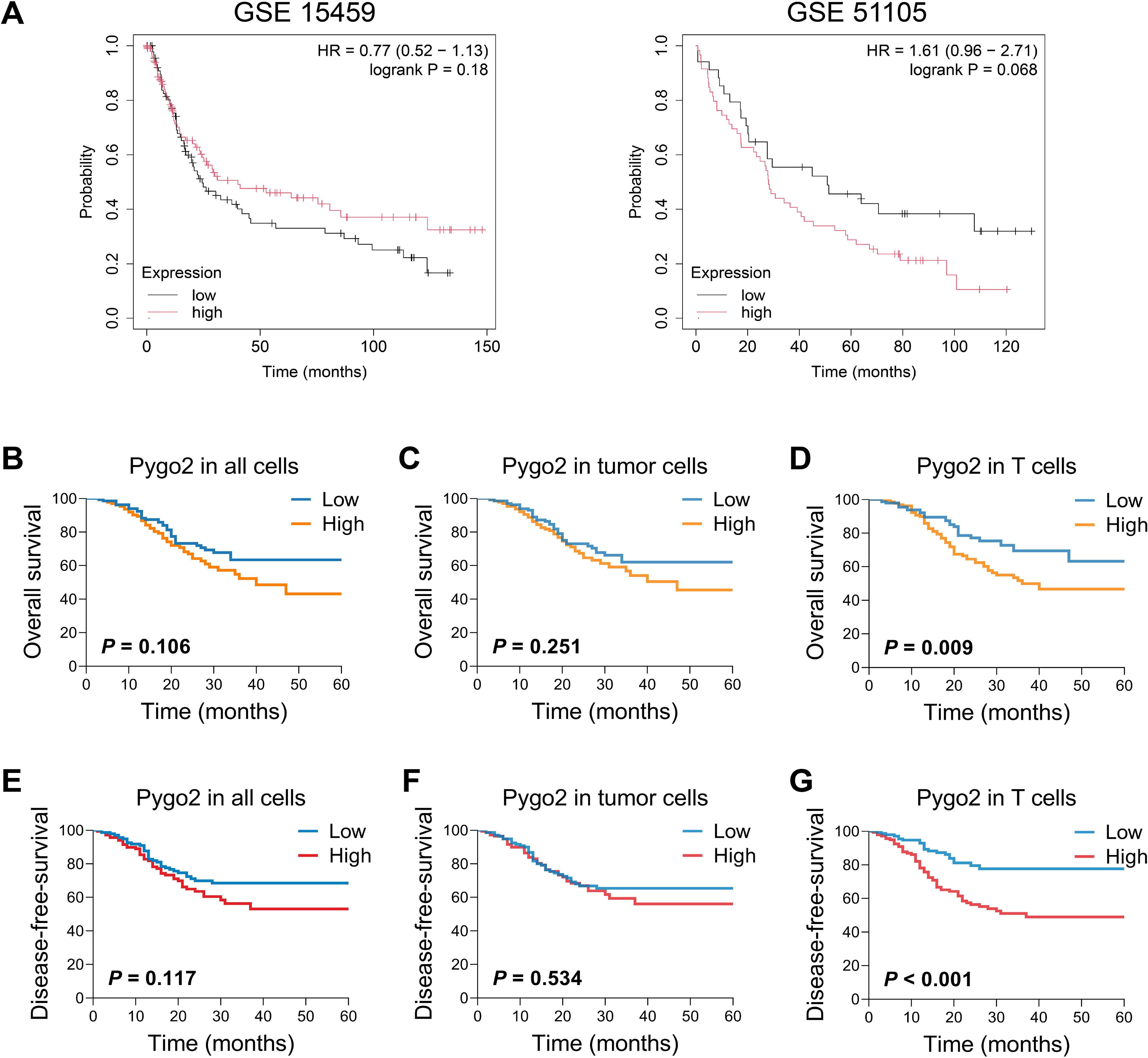 Seven Kaplan-Meier plots display survival analysis data. Panel A shows probability over time for gene sets GSE 15459 and GSE 51105 with high and low expression. Panels B, C, and D present overall survival for Pygo2 in all cells, tumor cells, and T cells, respectively. Panels E, F, and G depict disease-free survival for the same cell types. Log-rank P-values indicate statistical significance, with Panel D and G showing P-values less than 0.01.