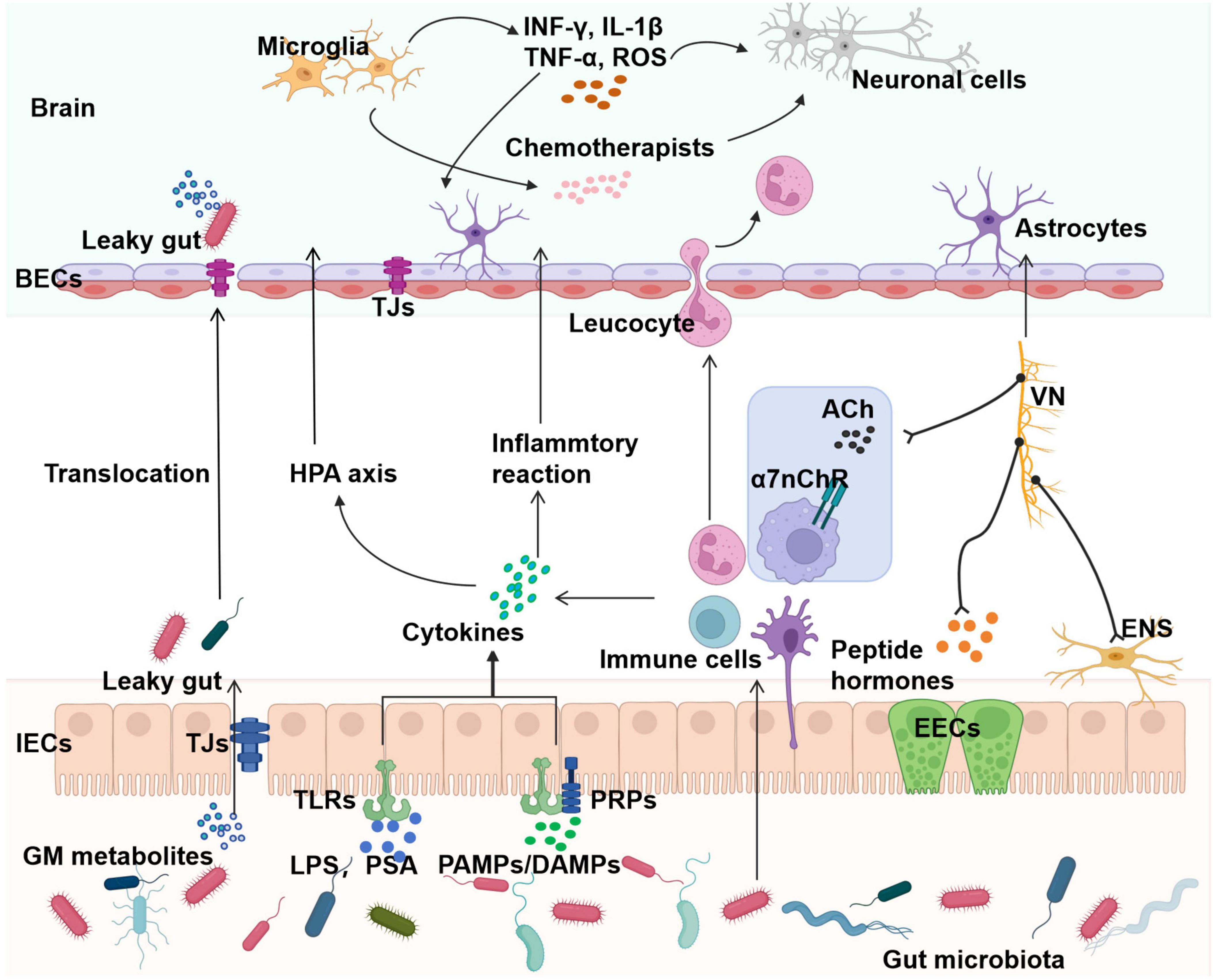Diagram illustrating the gut-brain axis, highlighting chemotherapy-induced changes. Shows interactions between immune cells, cytokines, and microbial elements in gut and brain. Includes components like microglia, neuronal cells, astrocytes, and EECs, with pathways for IFN-γ, IL-1β, TNF-α, ROS, and more. Displays effects like leaky gut, translocation, and inflammatory reactions, with labels for structures such as BECs, TJs, VN, ENS, and GM metabolites.
