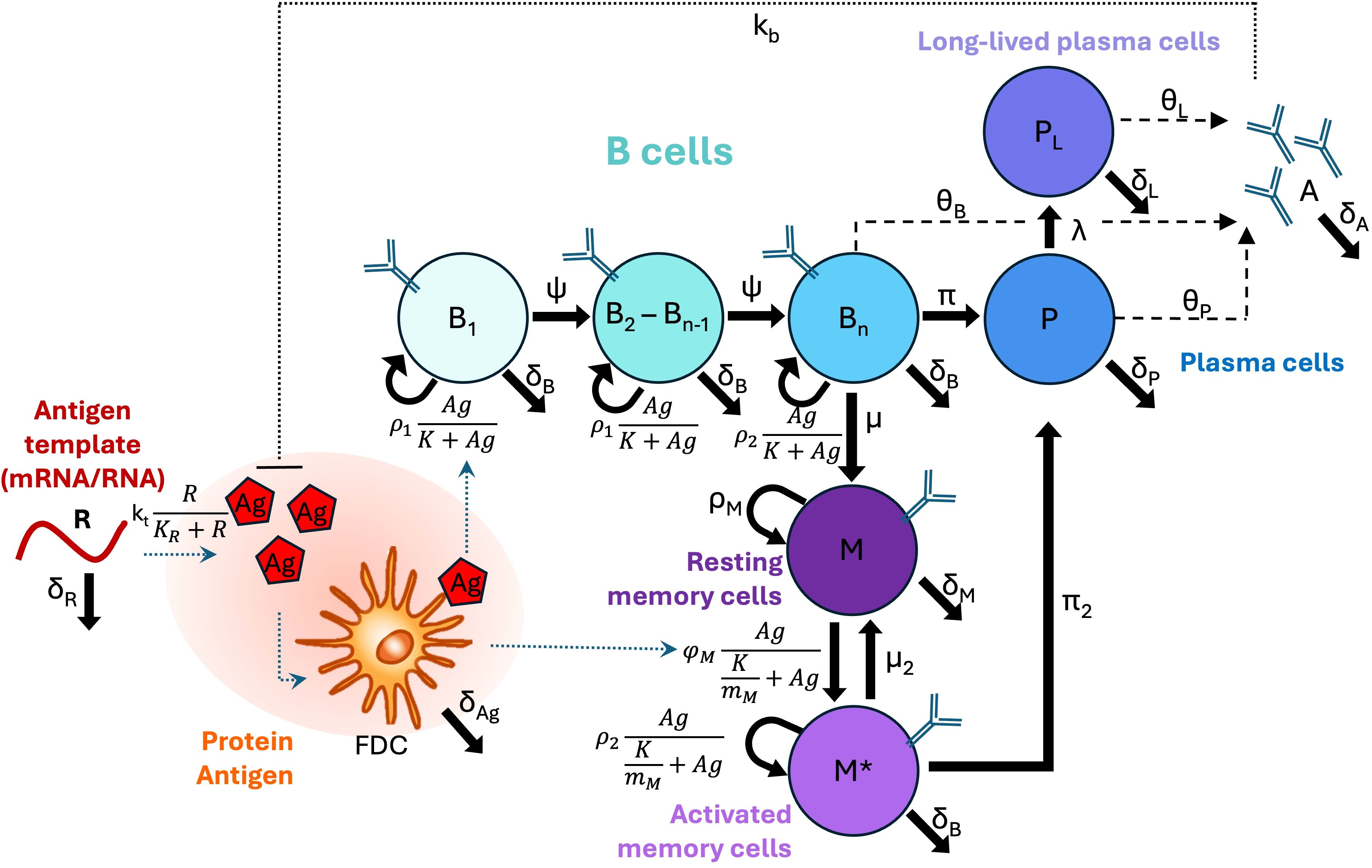 Flowchart illustrating the differentiation and activation pathways of B cells, including antigen presentation, transition through various B cell stages (B1, B2-Bn-1, Bn), formation of plasma cells (P, PL), and resting and activated memory cells (M, M*). Arrows and equations indicate interactions and processes involving antigens, protein antigens (FDC), and various cellular factors. Paths show progression and differentiation influenced by antigen dosage, decay rates, and cellular transitions.