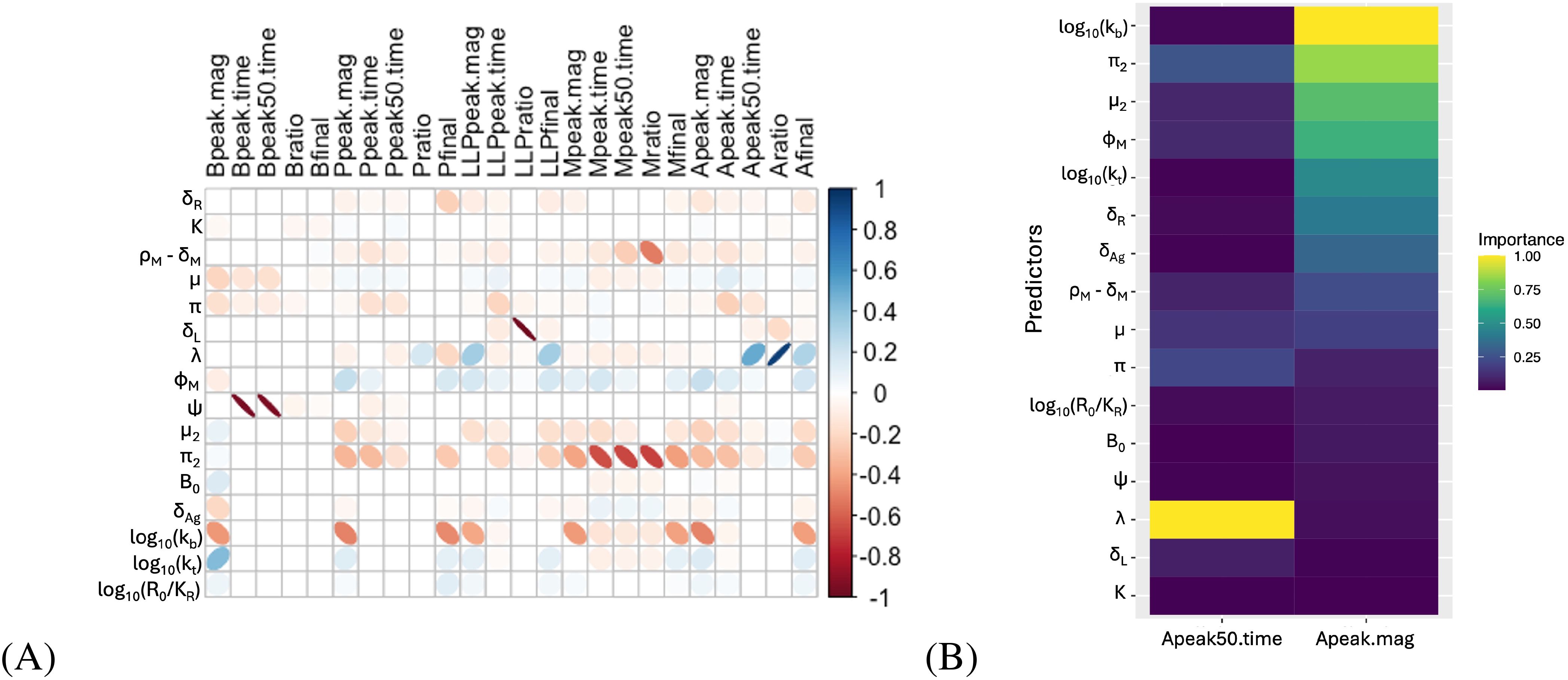 Panel (A) displays a correlation matrix for various variables, with values ranging from blue to red indicating negative to positive correlations. Panel (B) shows a heatmap of predictor importance for two factors, Apeak50.time and Apeak.mag, with a color gradient from purple to yellow representing low to high importance.