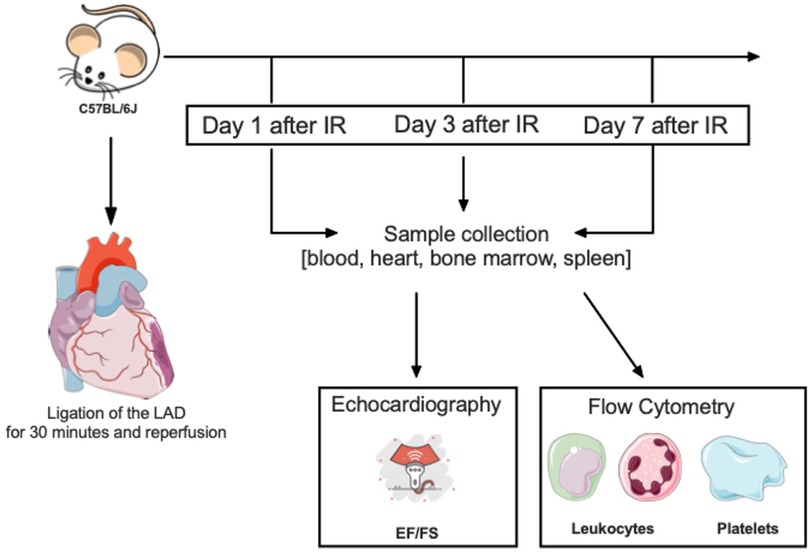 Diagram illustrating a study on C57BL/6J mice. It shows ligation of the LAD for 30 minutes with reperfusion, followed by sample collection from blood, heart, bone marrow, and spleen at Day 1, 3, and 7 after IR. Evaluation methods include echocardiography for EF/FS and flow cytometry for leukocytes and platelets.