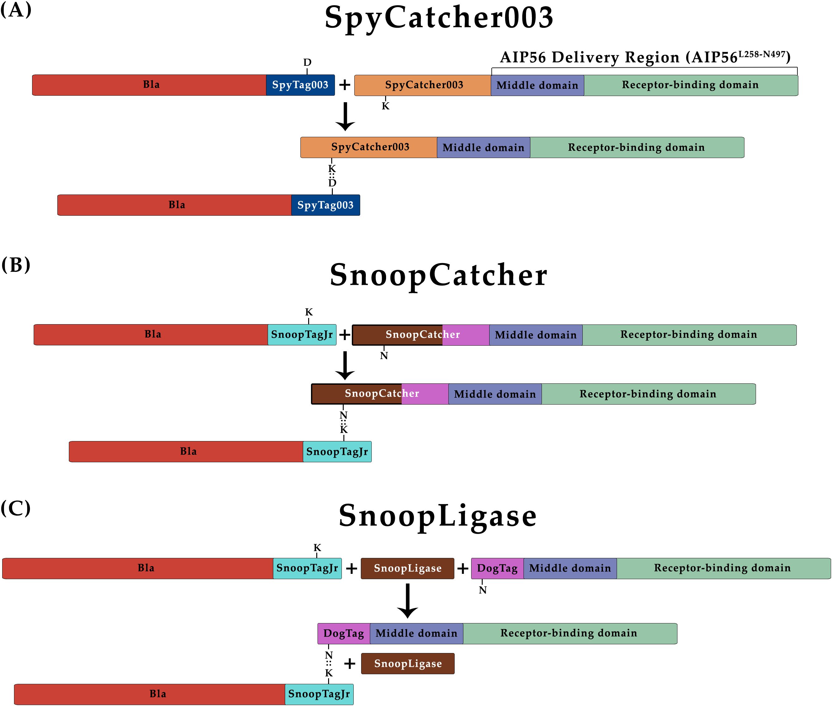 Schematic diagram showing three types of protein–protein ligation systems used to generate Bla::AIP56L258-N497 chimeras. All proteins include specific tags or partners. Panel A: SpyCatcher003 system, with aspartate 556 (D) and lysine 470 (K) forming an isopeptide bond between SpyTag003 and SpyCatcher003. Panel B: SnoopCatcher system, where lysine 742 (K) and asparagine 854 (N) form the isopeptide bond between SnoopTagJr and SnoopCatcher. Panel C: SnoopLigase system, also involving lysine 742 (K) and asparagine 854 (N) in the bond formation between SnoopTagJr and DogTag.