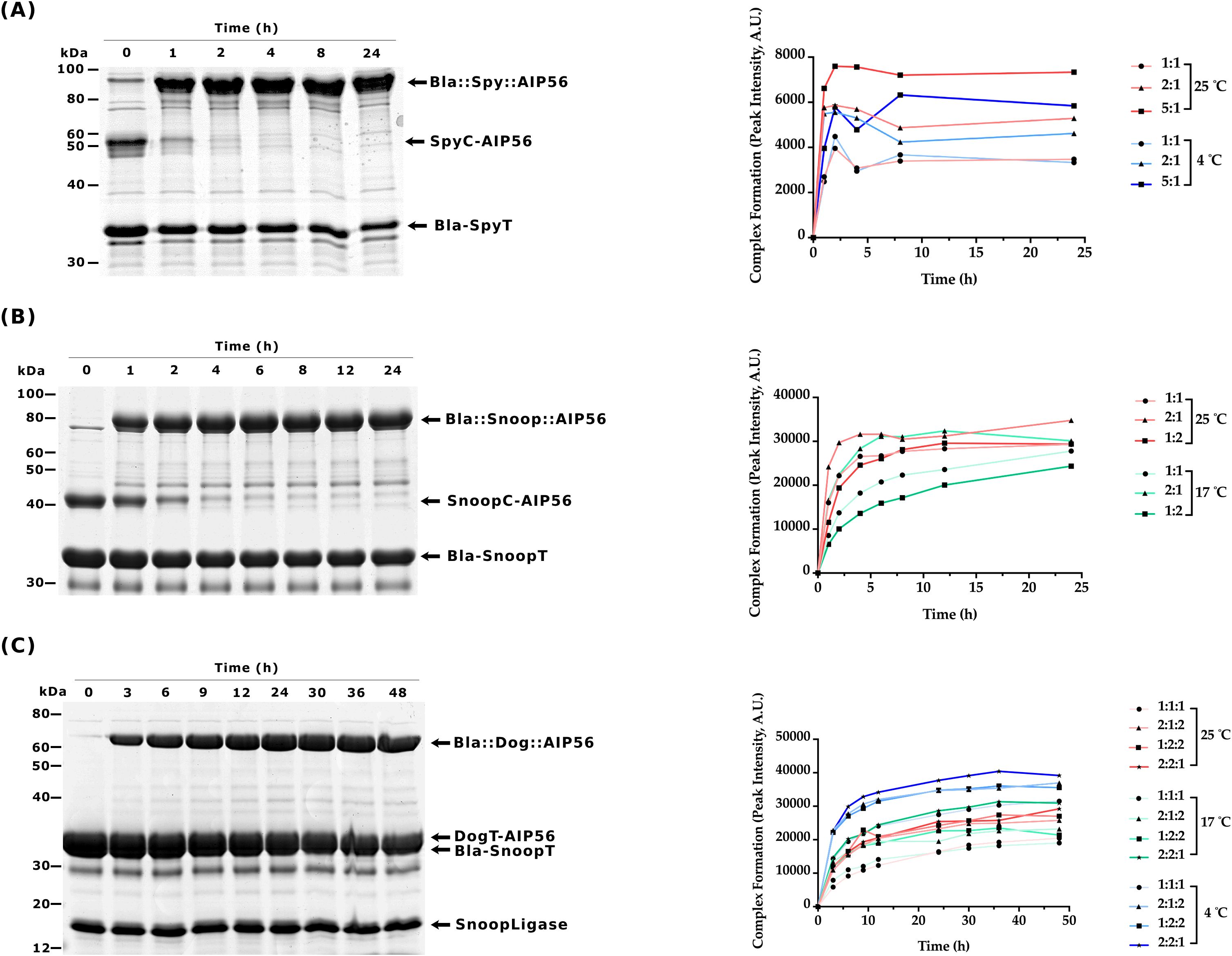 Three panels labeled A, B, and C depict protein gel electrophoresis results with corresponding line graphs. Each panel shows protein bands at different time points, indicating complex formation over time. (A) SpyTag systems, (B) SnoopTag systems, and (C) DogTag systems, with temperature variations. The line graphs illustrate peak intensity changes for different ratios and temperatures over time in arbitrary units.