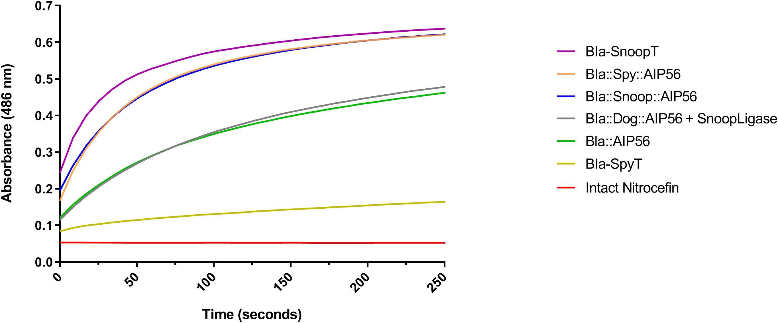 Graph depicting absorbance at 486 nanometers over time in seconds for various constructs and intact nitrocefin. Bla-SnoopT shows the highest increase in absorbance, followed by Bla::Dog::AIP56 + SnoopLigase, Bla::Spy::AIP56, and others. Intact nitrocefin remains constant.