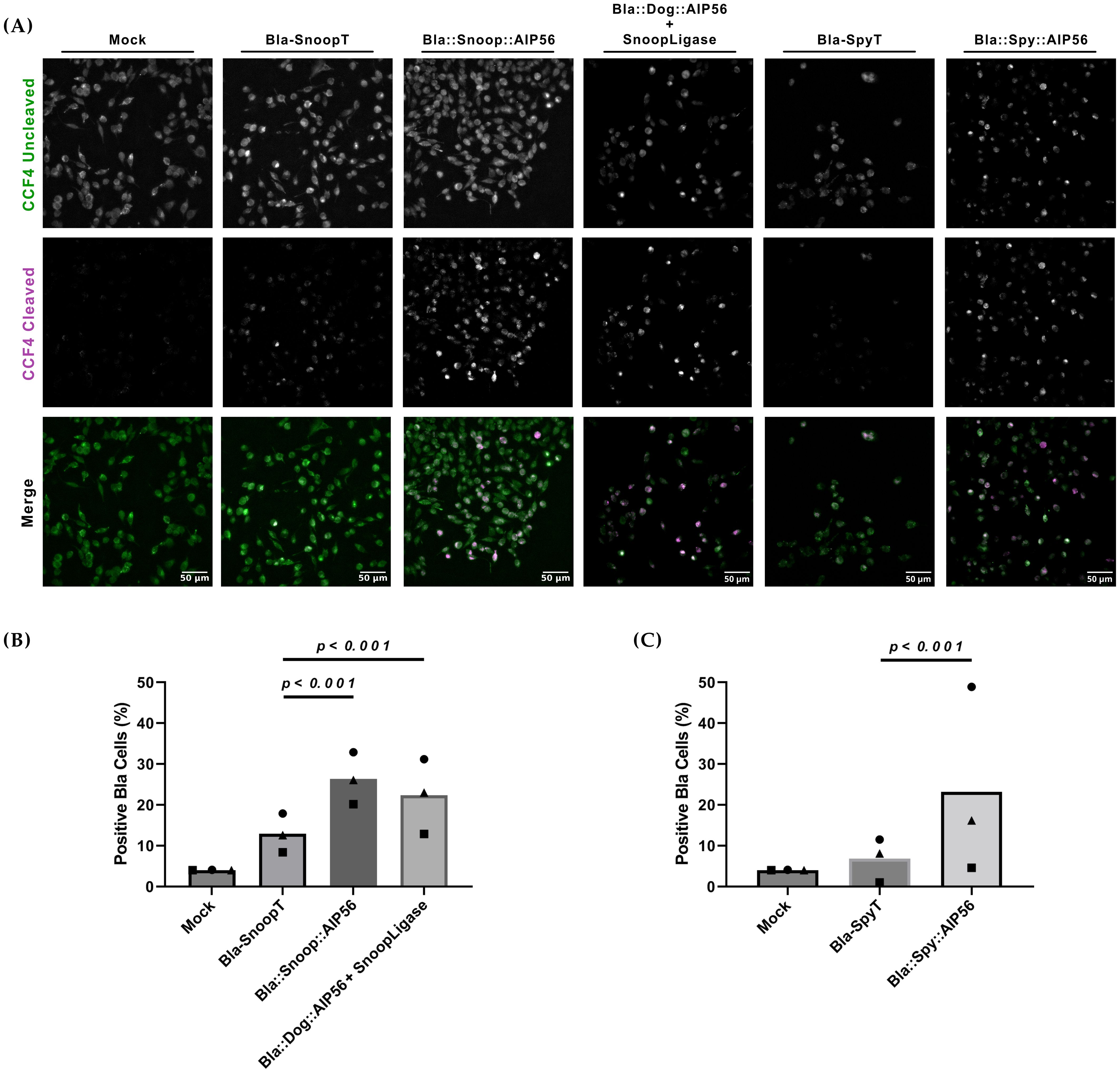 (A) Series of fluorescence microscopy images displaying cells with different treatments: Mock, Bla-SnoopT, Bla::Snoop::AIP56, Bla::Dog::AIP56 + SnoopLigase, Bla-SpyT, and Bla::Spy::AIP56. Images are divided into CCF4 Uncleaved (green), CCF4 Cleaved (purple), and Merge (green and purple). (B) Bar graph showing percentage of positive Bla cells for Mock, Bla-SnoopT, Bla::Snoop::AIP56, and Bla::Dog::AIP56 + SnoopLigase, with statistical significance marked as p < 0.001. (C) Bar graph showing percentage of positive Bla cells for Mock, Bla-SpyT, and Bla::Spy::AIP56, with statistical significance indicated.