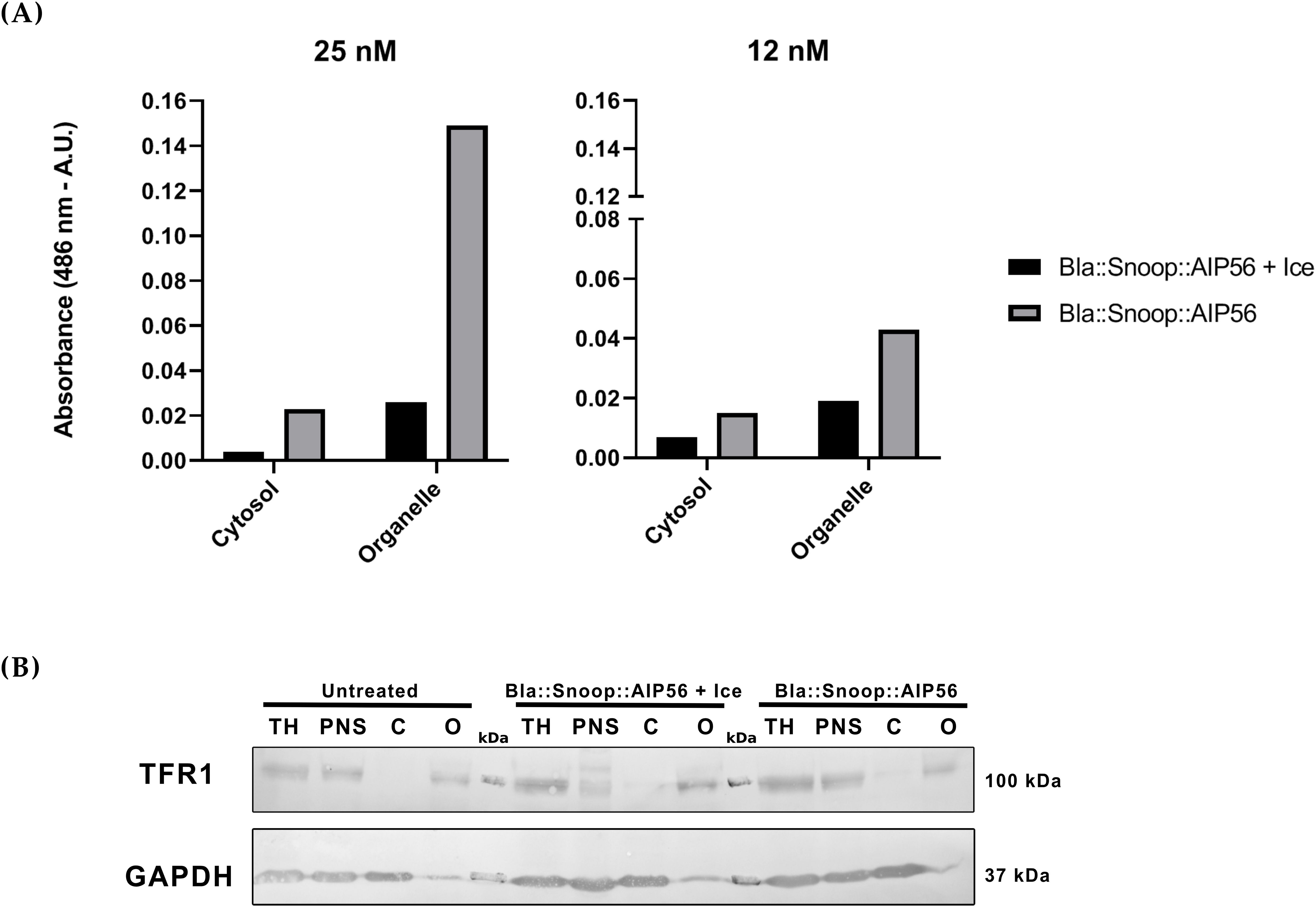 (A) Bar graphs showing absorbance levels at 486 nm for Bla::Snoop::AIP56 with and without ice at two concentrations: 25 nM and 12 nM. Measurements are divided between cytosol and organelle fractions. (B) Western blot analysis displaying bands for TFR1 and GAPDH across untreated and treatment groups (Bla::Snoop::AIP56 with and without ice), in various cell fractions labeled TH, PNS, C, and O, with markers at 100 kDa and 37 kDa.