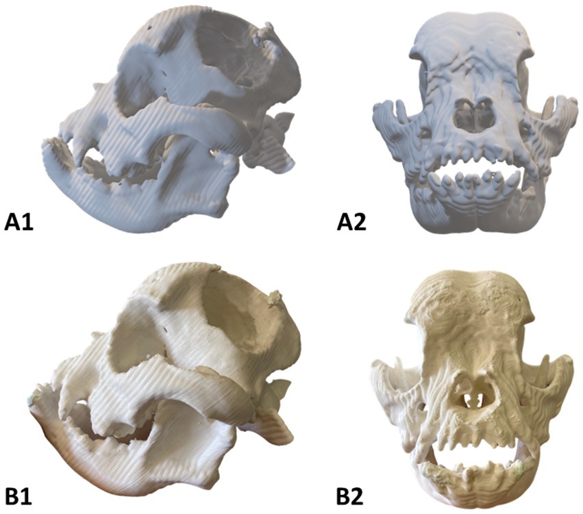 Four 3D-printed skulls labeled A1, A2, B1, and B2. A1 and B1 are side views of the skulls, featuring pronounced jaws and brow ridges. A2 and B2 are front views, displaying distinct nasal cavities and tooth structures.