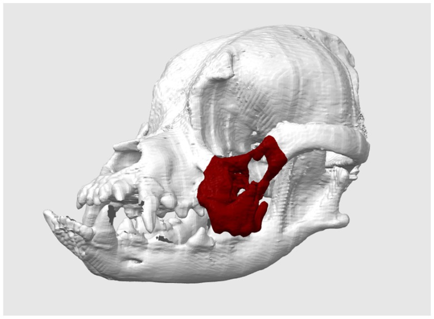 Side view of a 3D-rendered animal skull in white, highlighting part of the jaw in red. The emphasized section appears to focus on a specific bone structure.